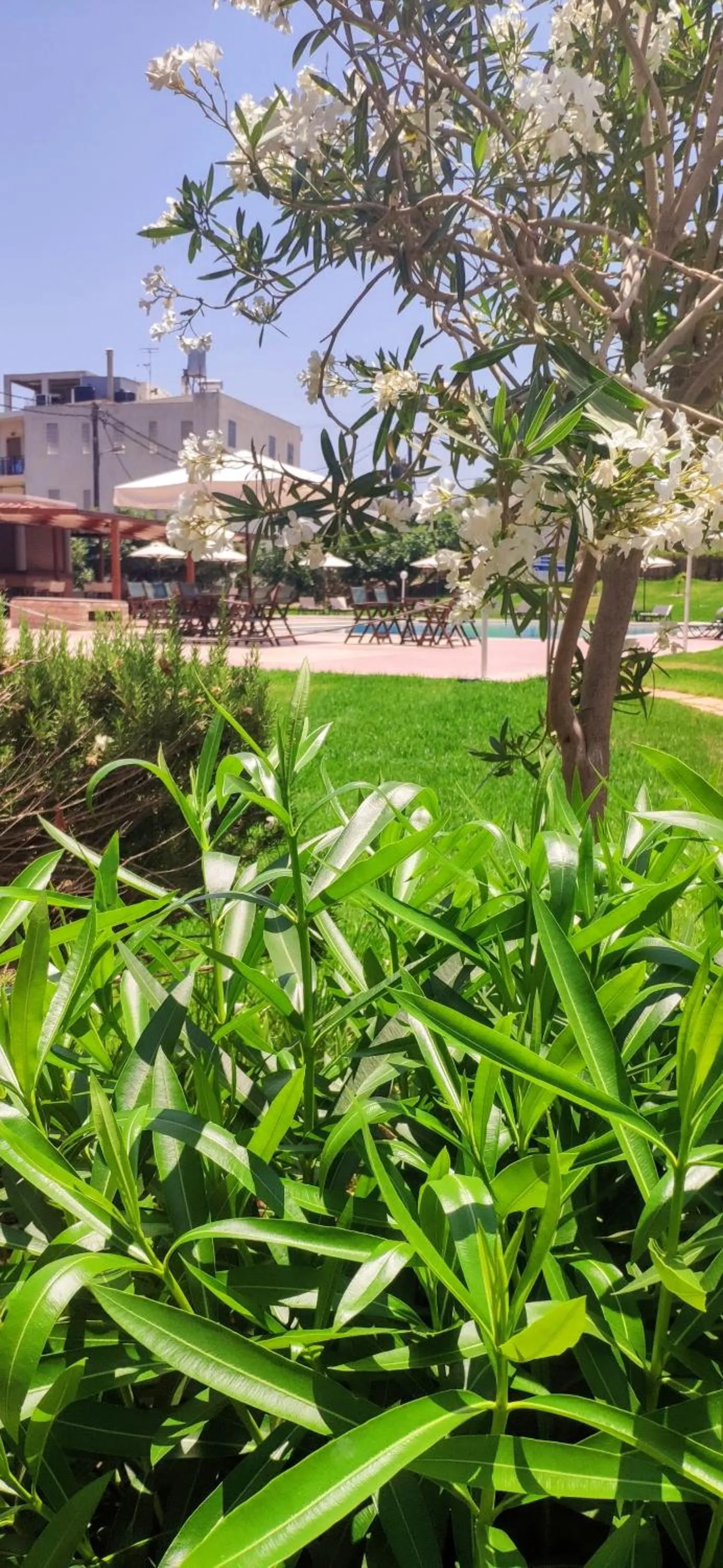 Garden in Hotel Peli