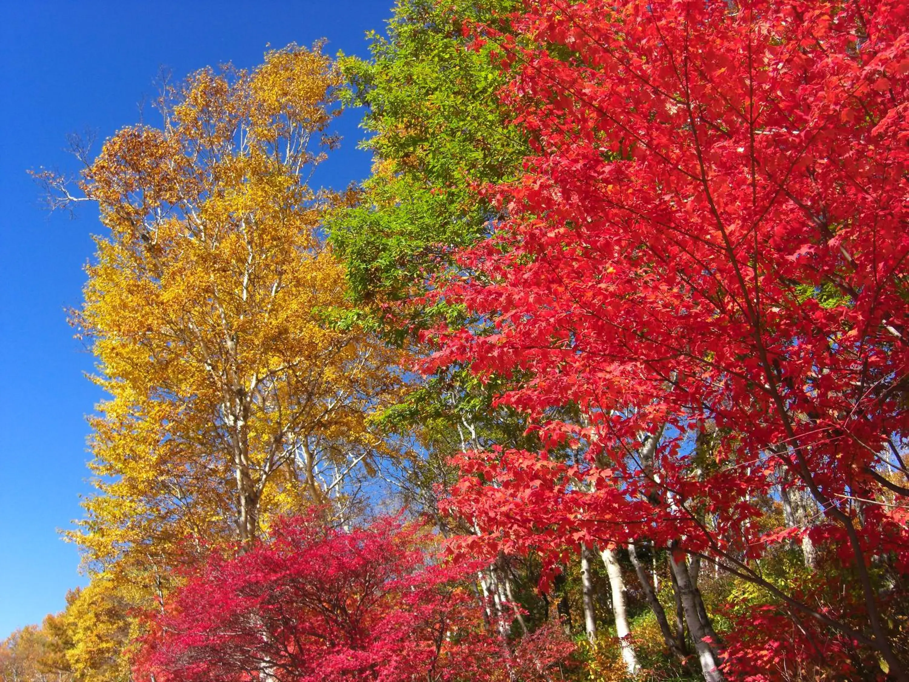 Natural landscape in Hotel Shirakabaso Shigakogen