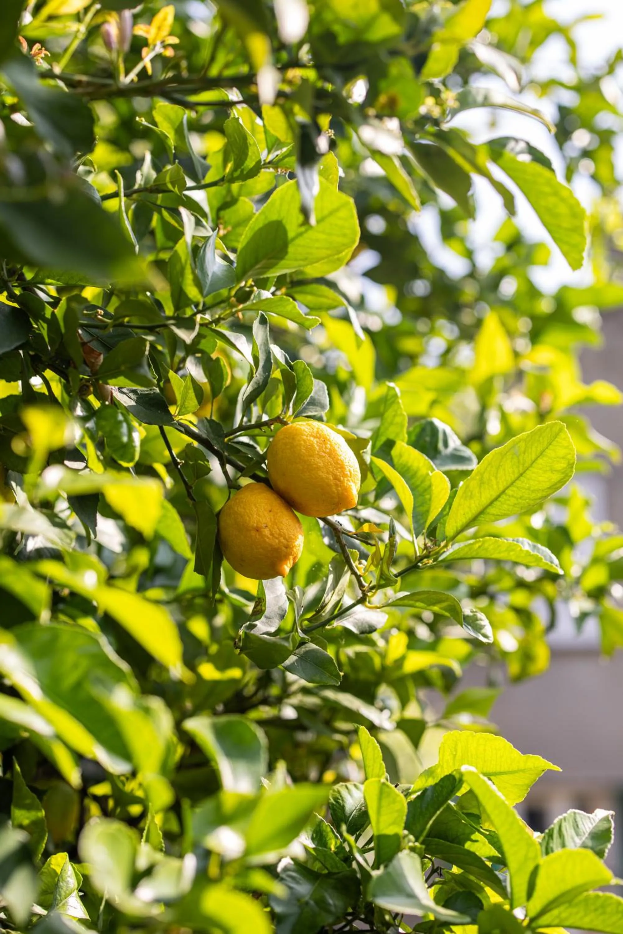 Garden in Hôtel Restaurant la Corniche