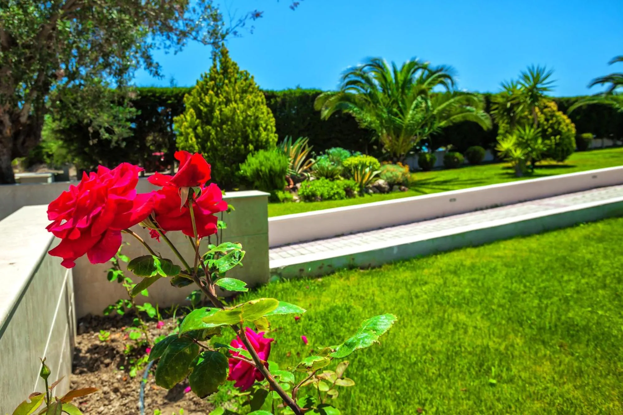 Garden in Anna Hotel