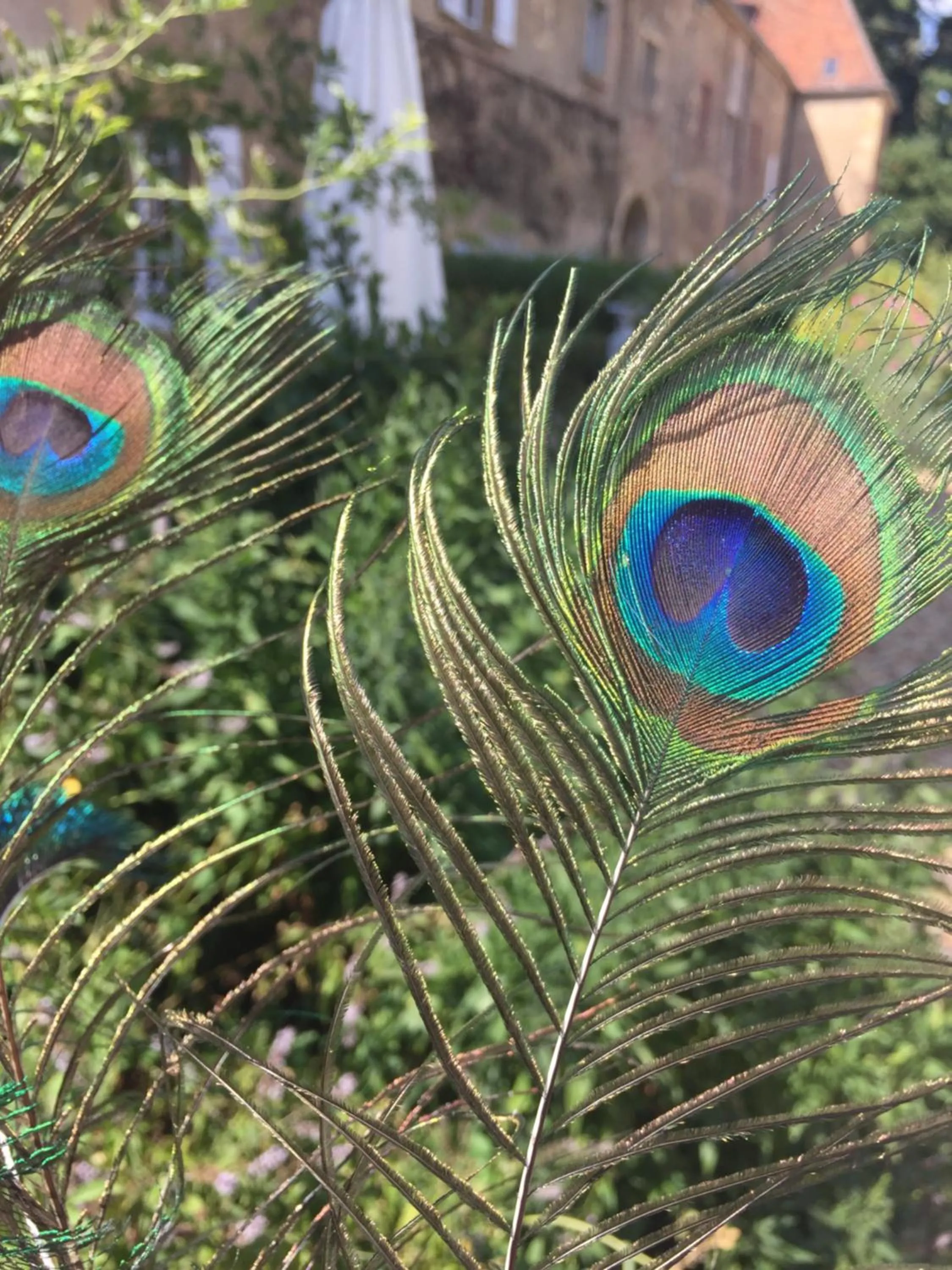 Animals in Château de SURY