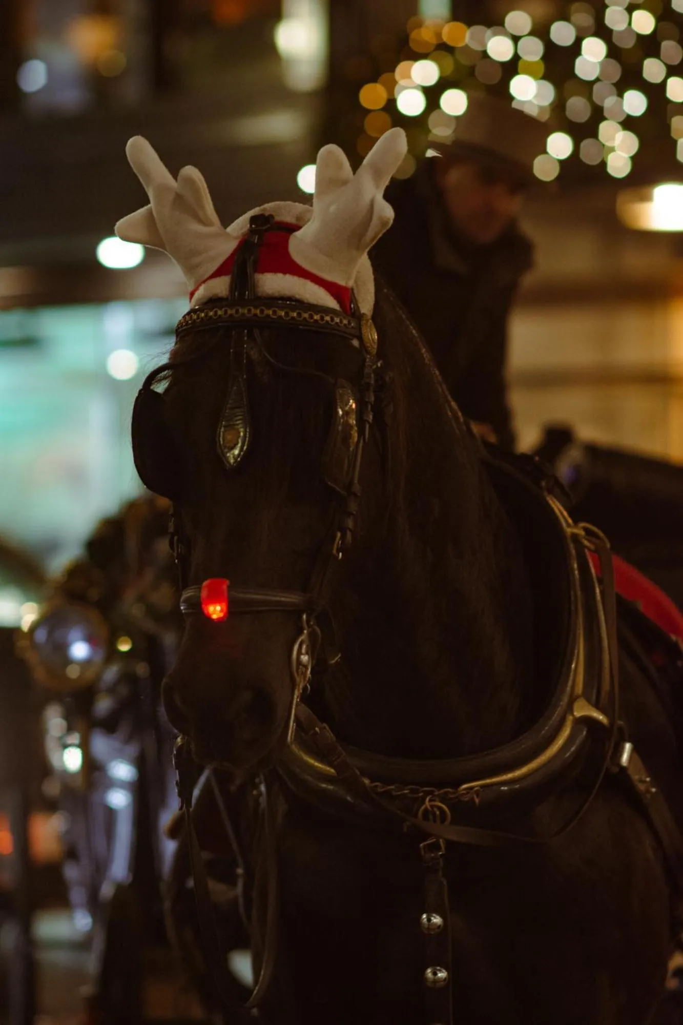 Animals in Latroupe Jacobs Inn