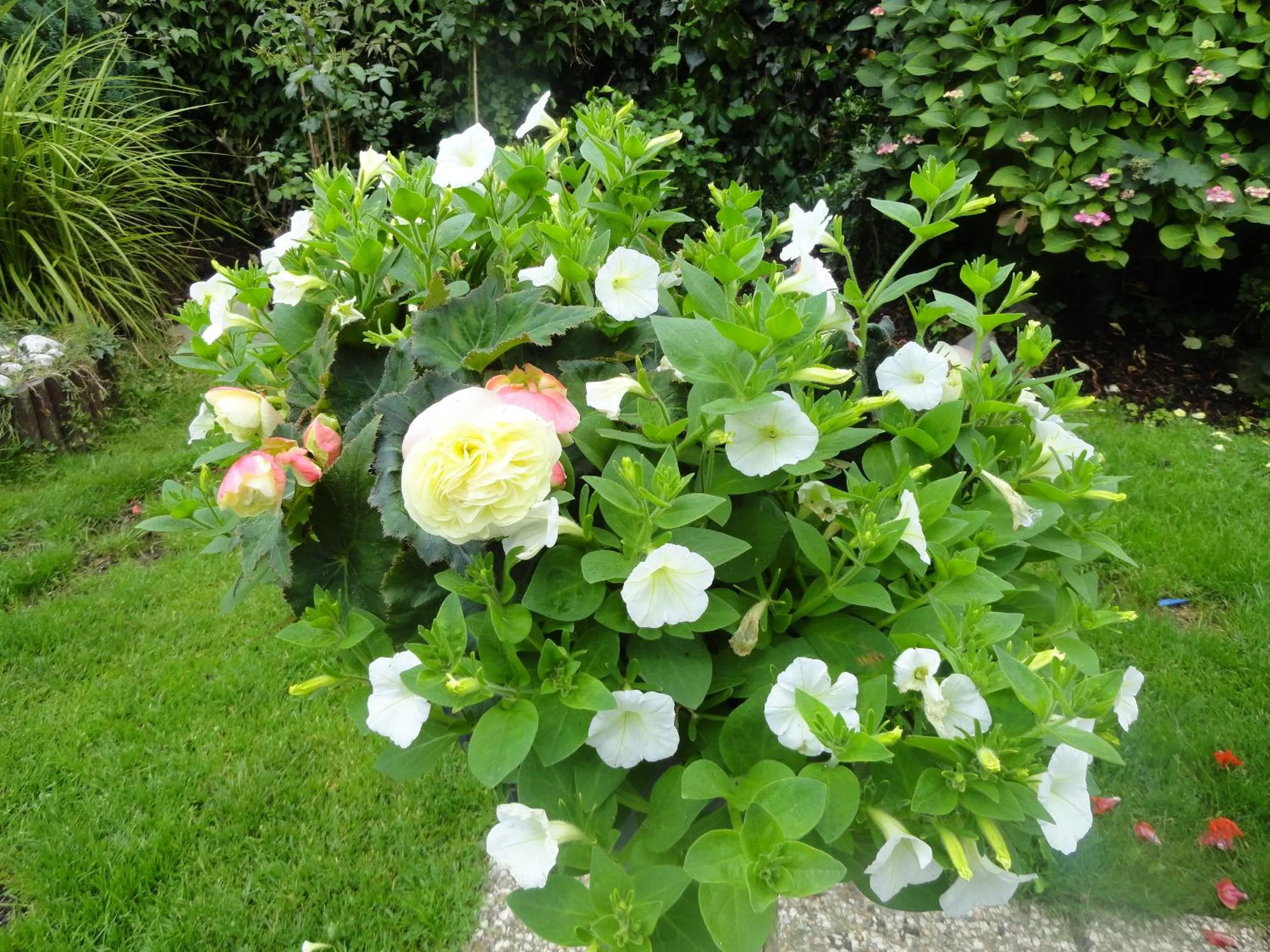 Garden in Orley House B&B