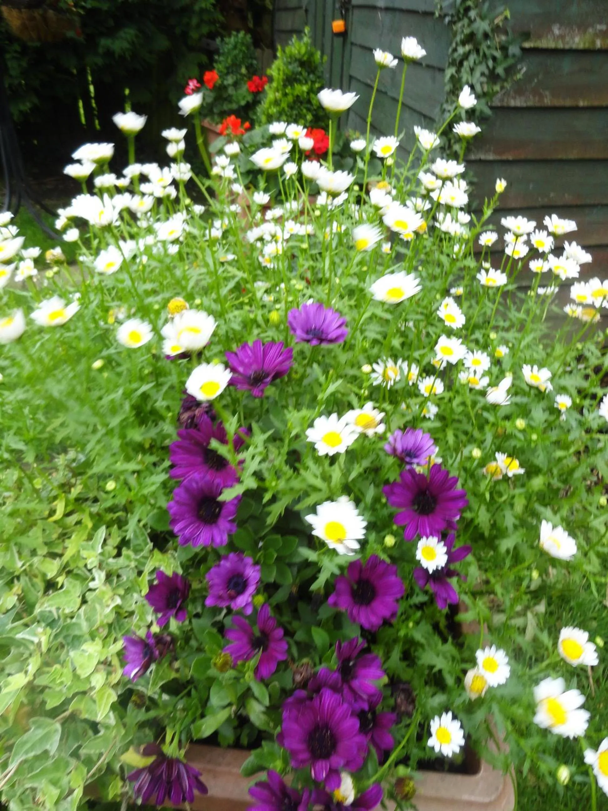 Garden in Orley House B&B