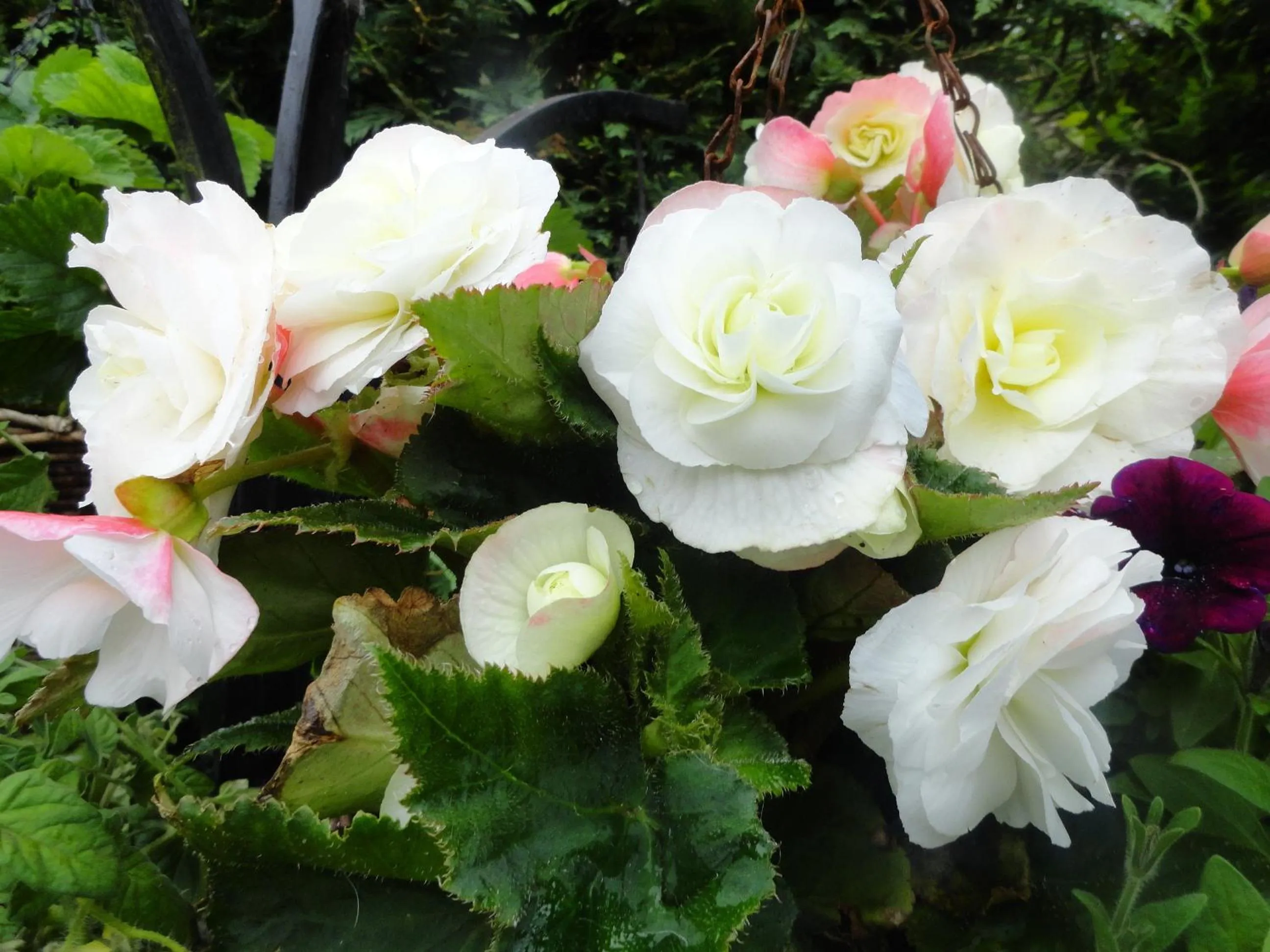 Garden in Orley House B&B