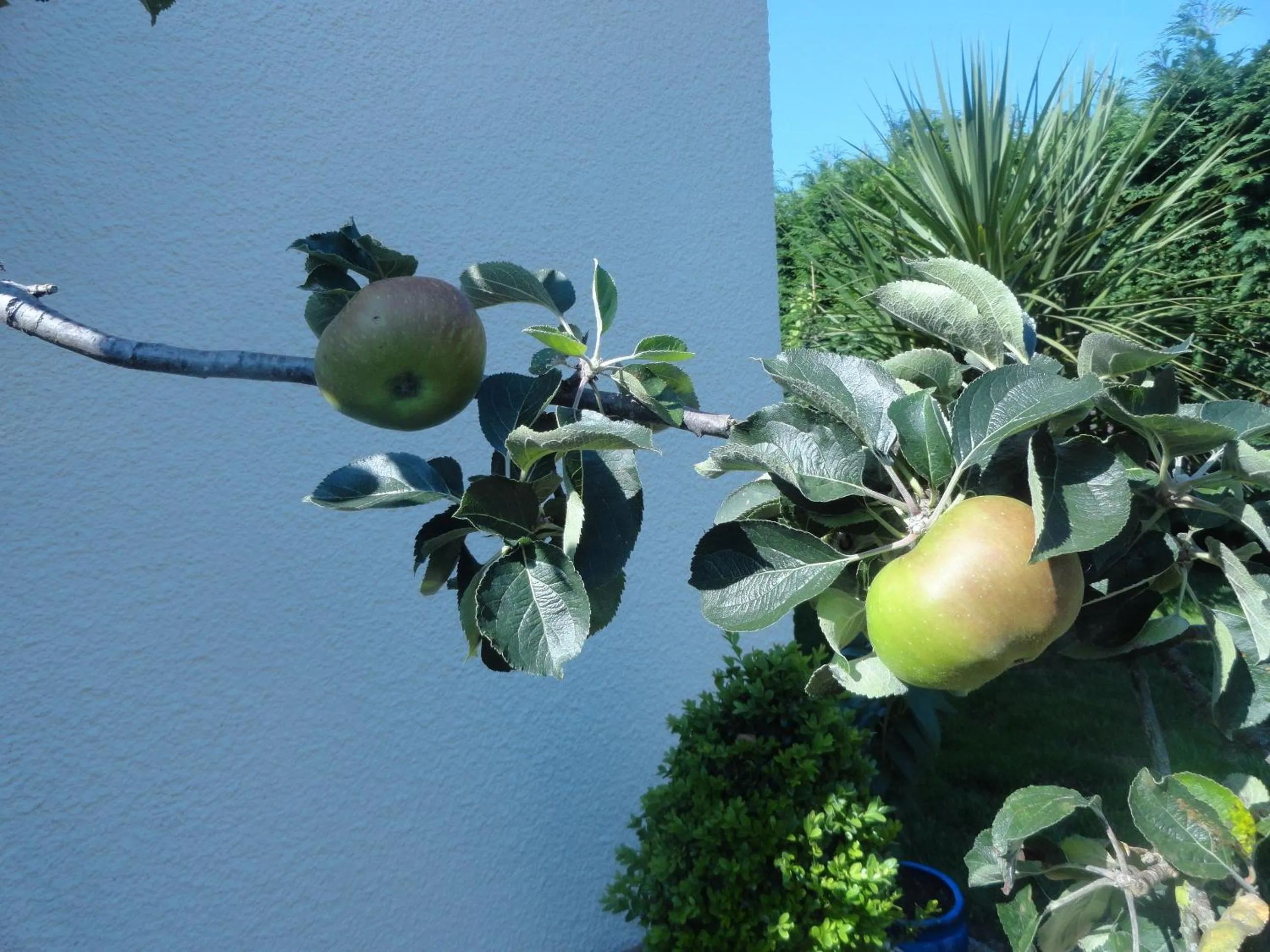 Garden in Orley House B&B