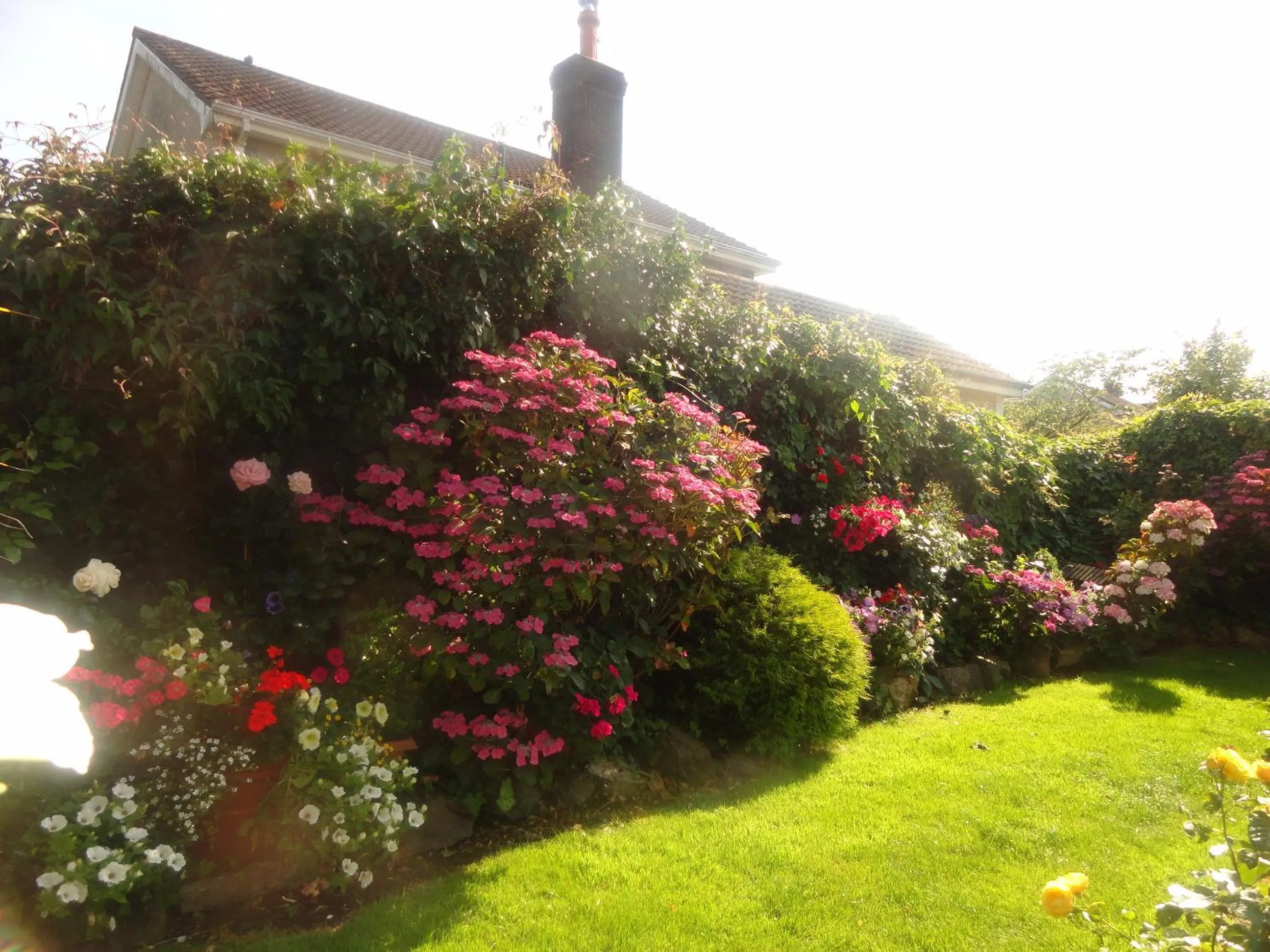Garden in Orley House B&B