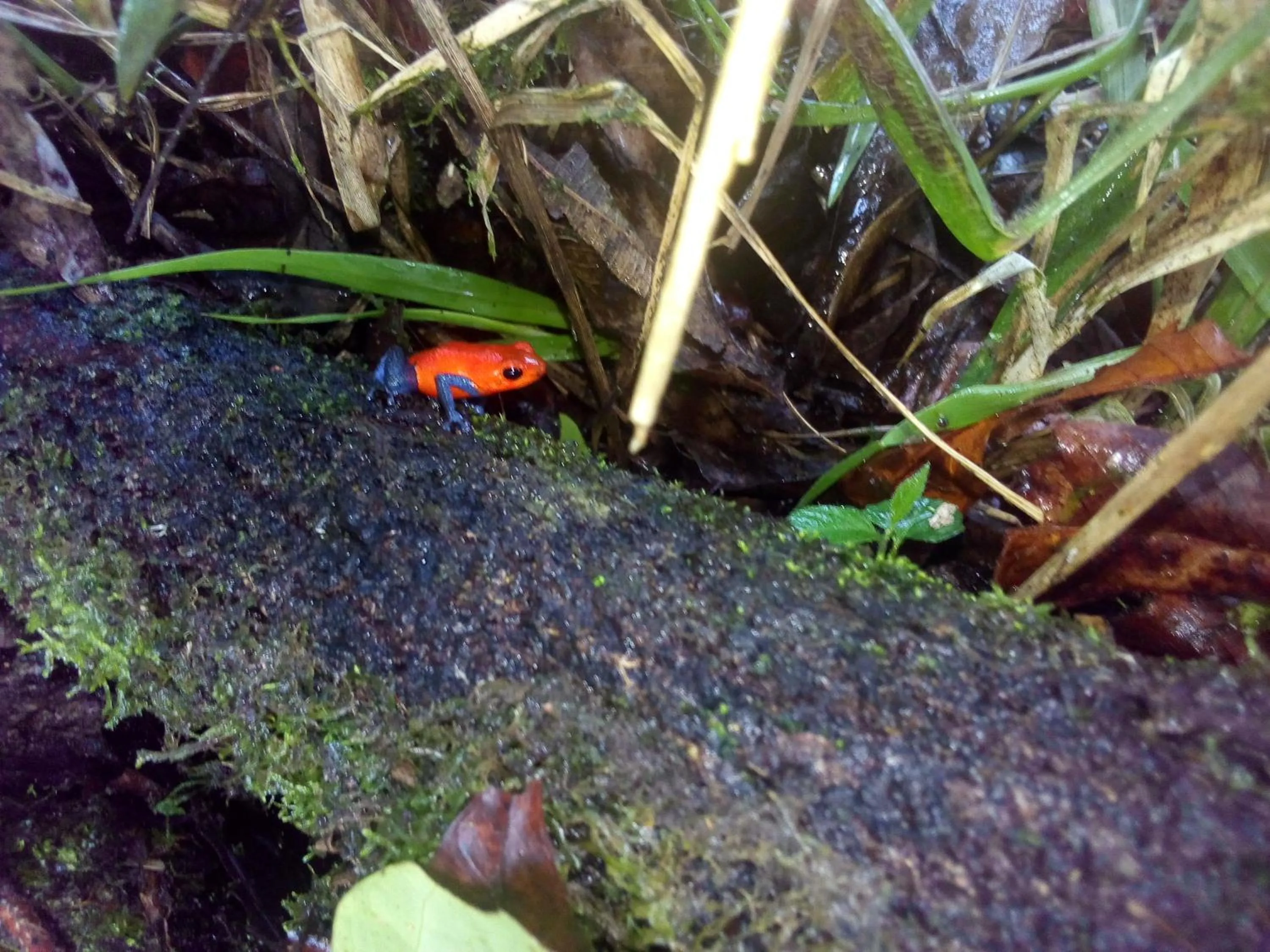Casas de Campo Las Pavitas Cottages "Red Frog"