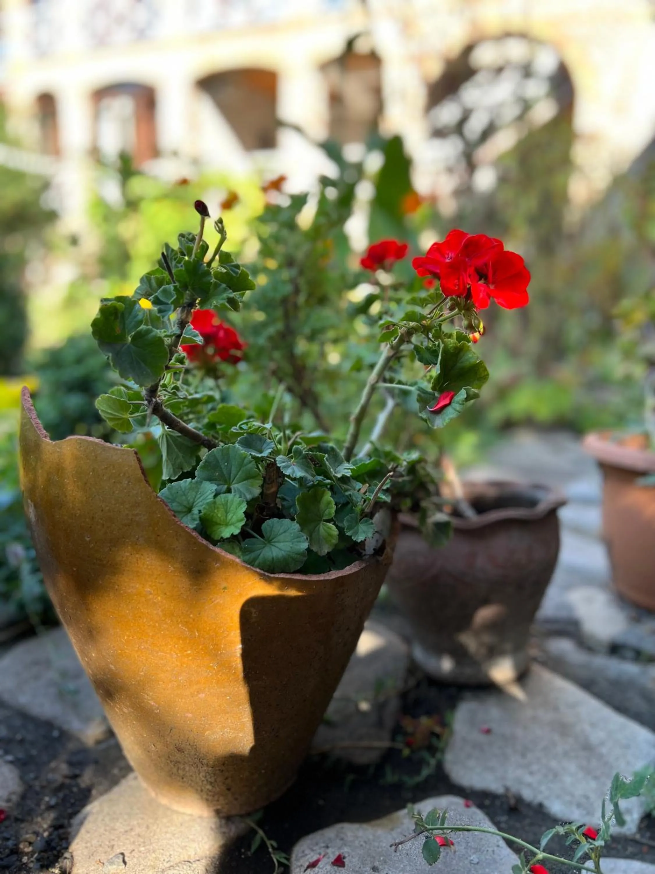 Garden in Guest House Lali