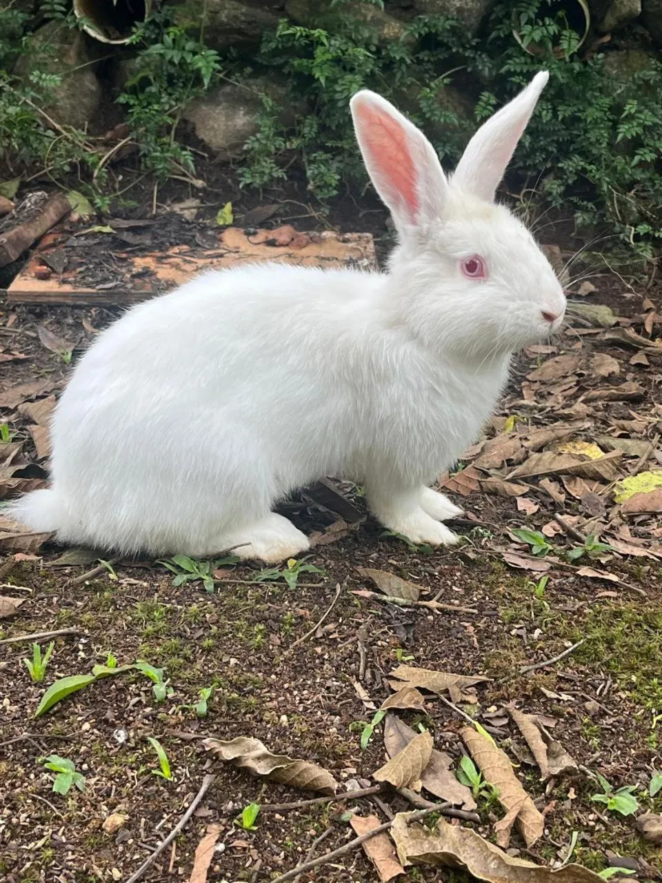 Pousada Sabor da Serra