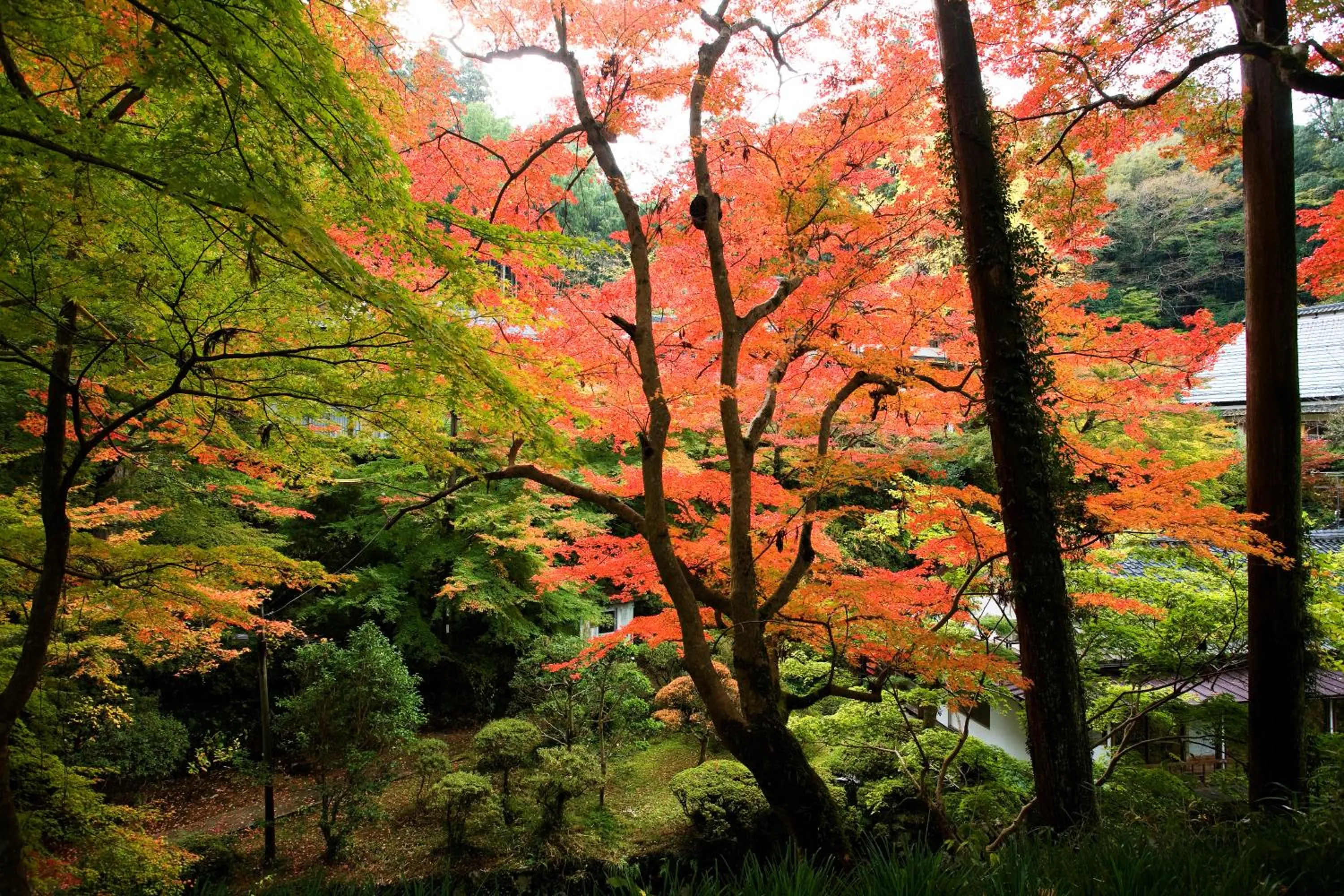 Autumn in Shokinkan