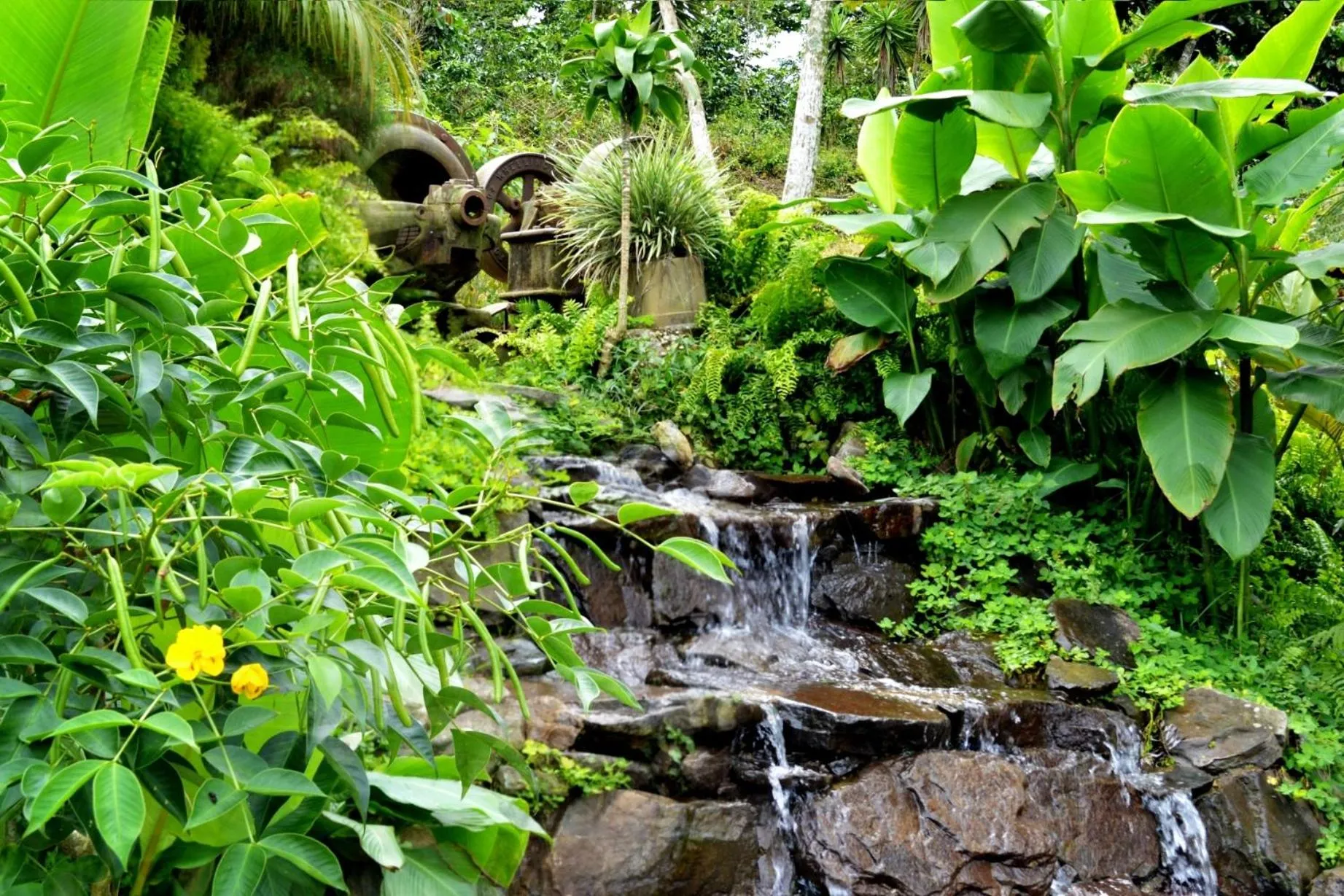 Finca Hamburgo La Ruta del Cafe