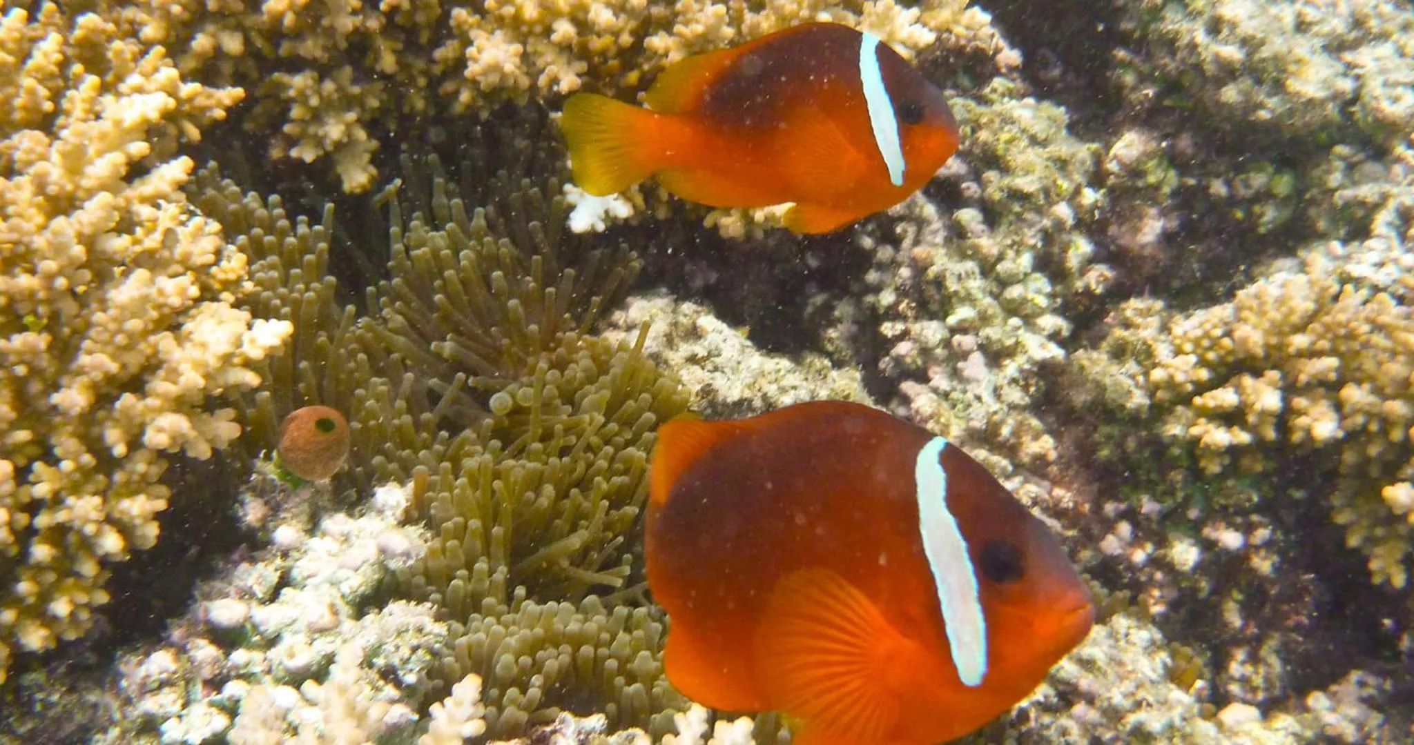 Fishing in Navutu Stars Resort