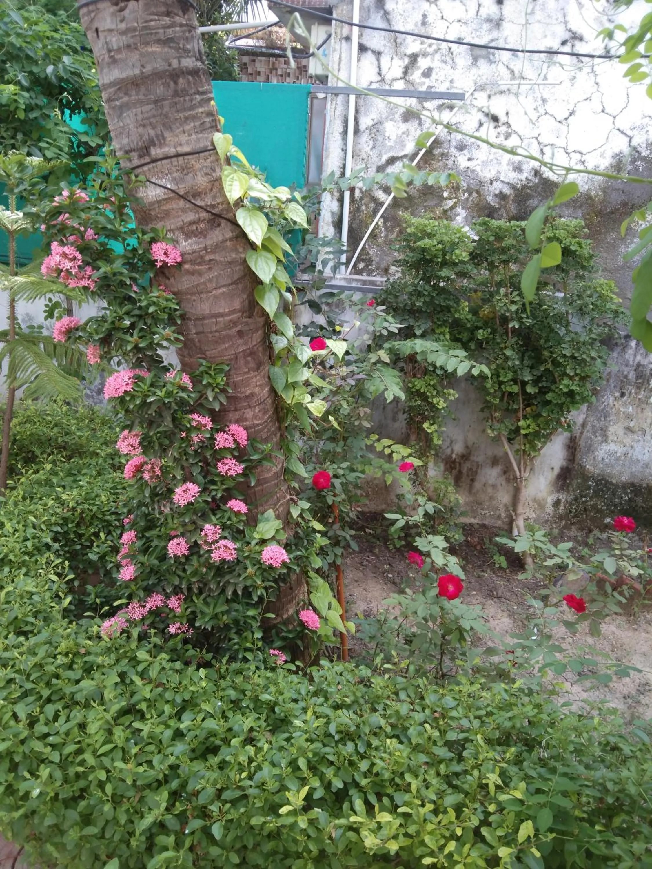 Garden in Gurukrupa Bunglow