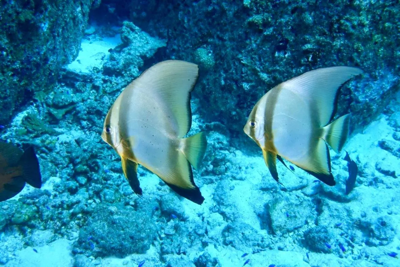 Diving in La Digue Island Lodge