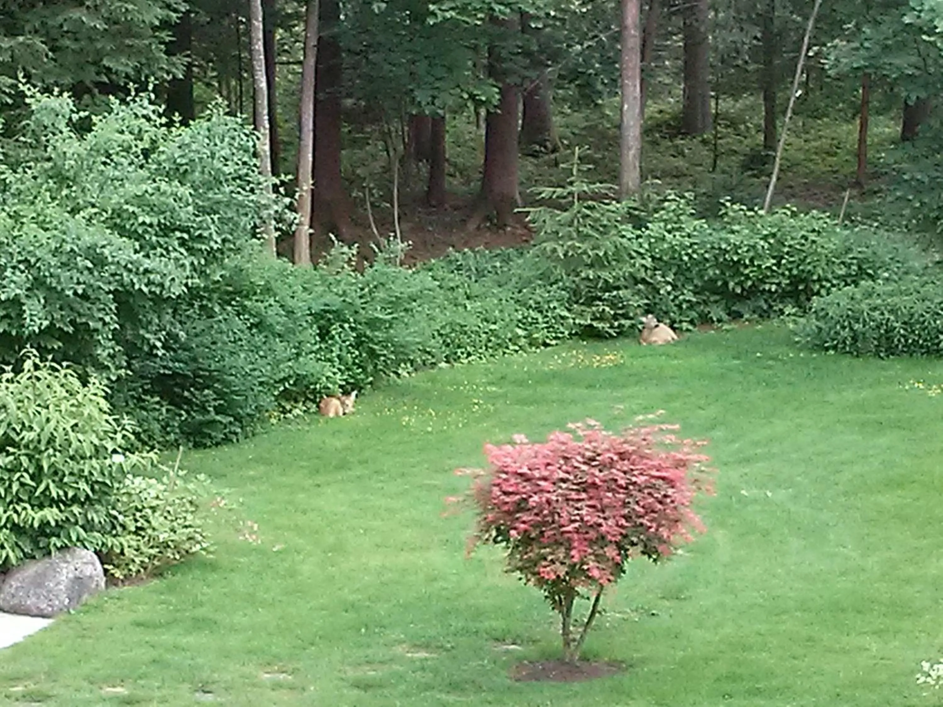 Animals in Hotel Garni Erler