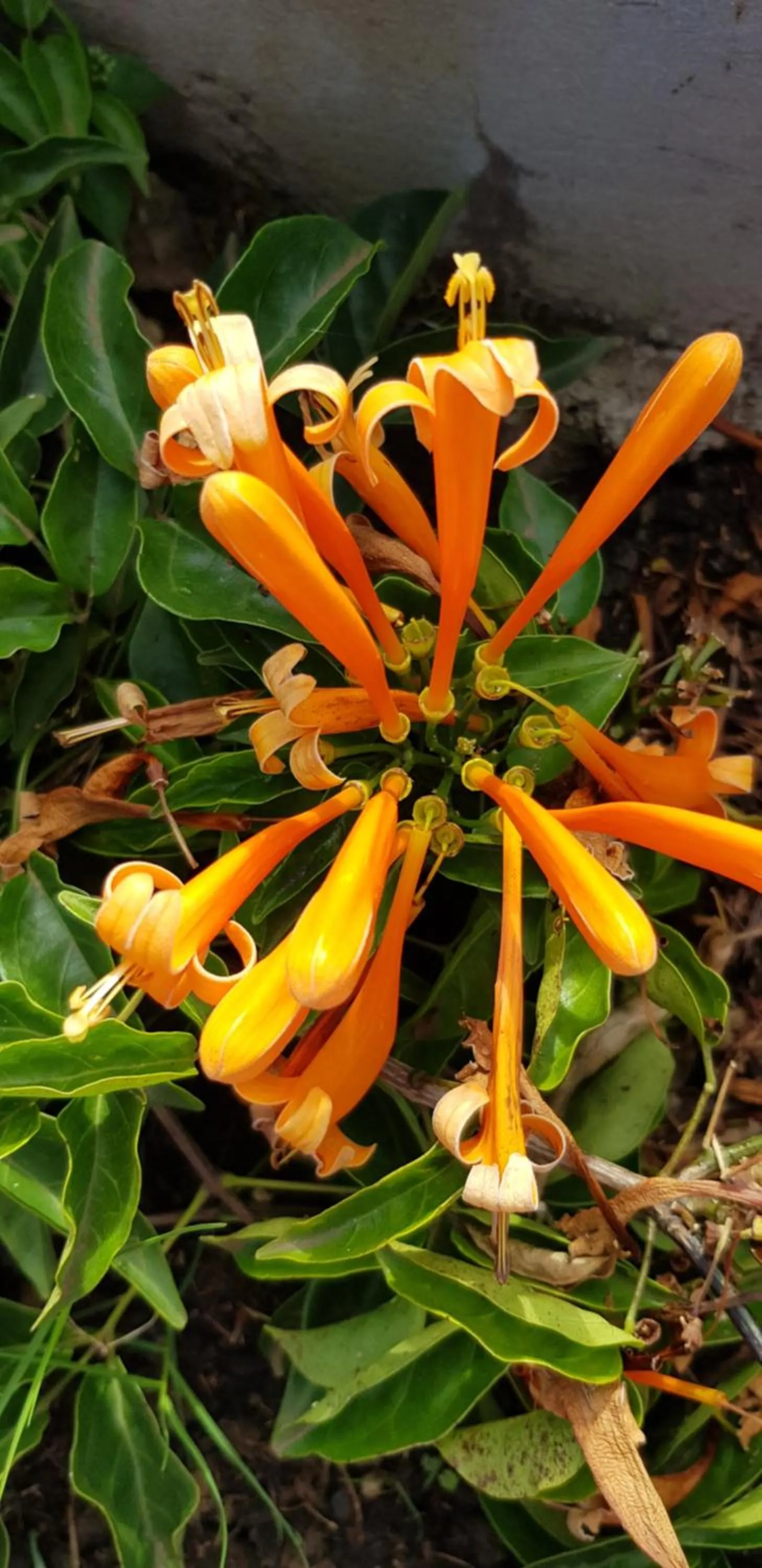 Fun Retreat Resort, Hotel and Ayurveda Spa