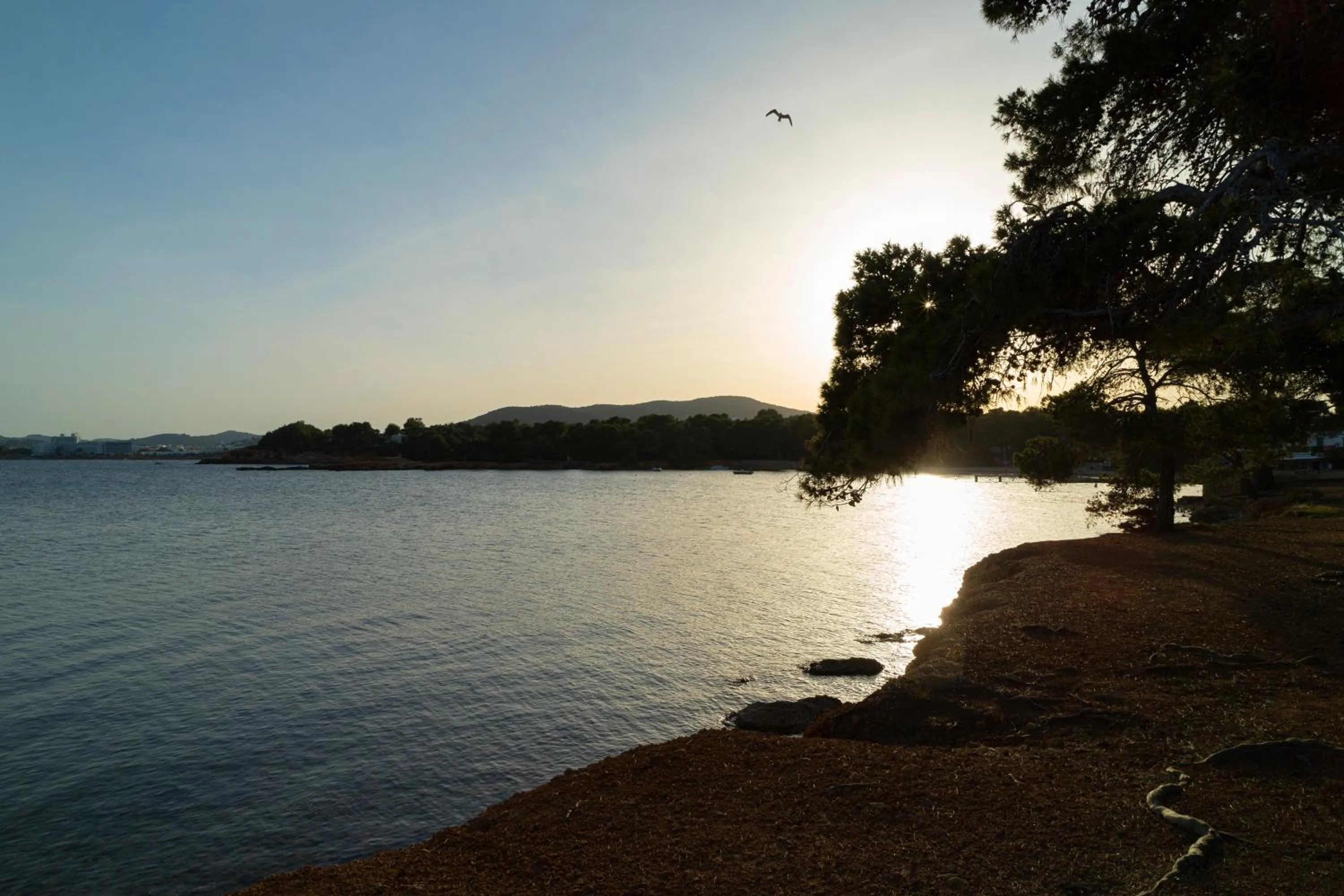Beach in Apartamentos Los Arcos