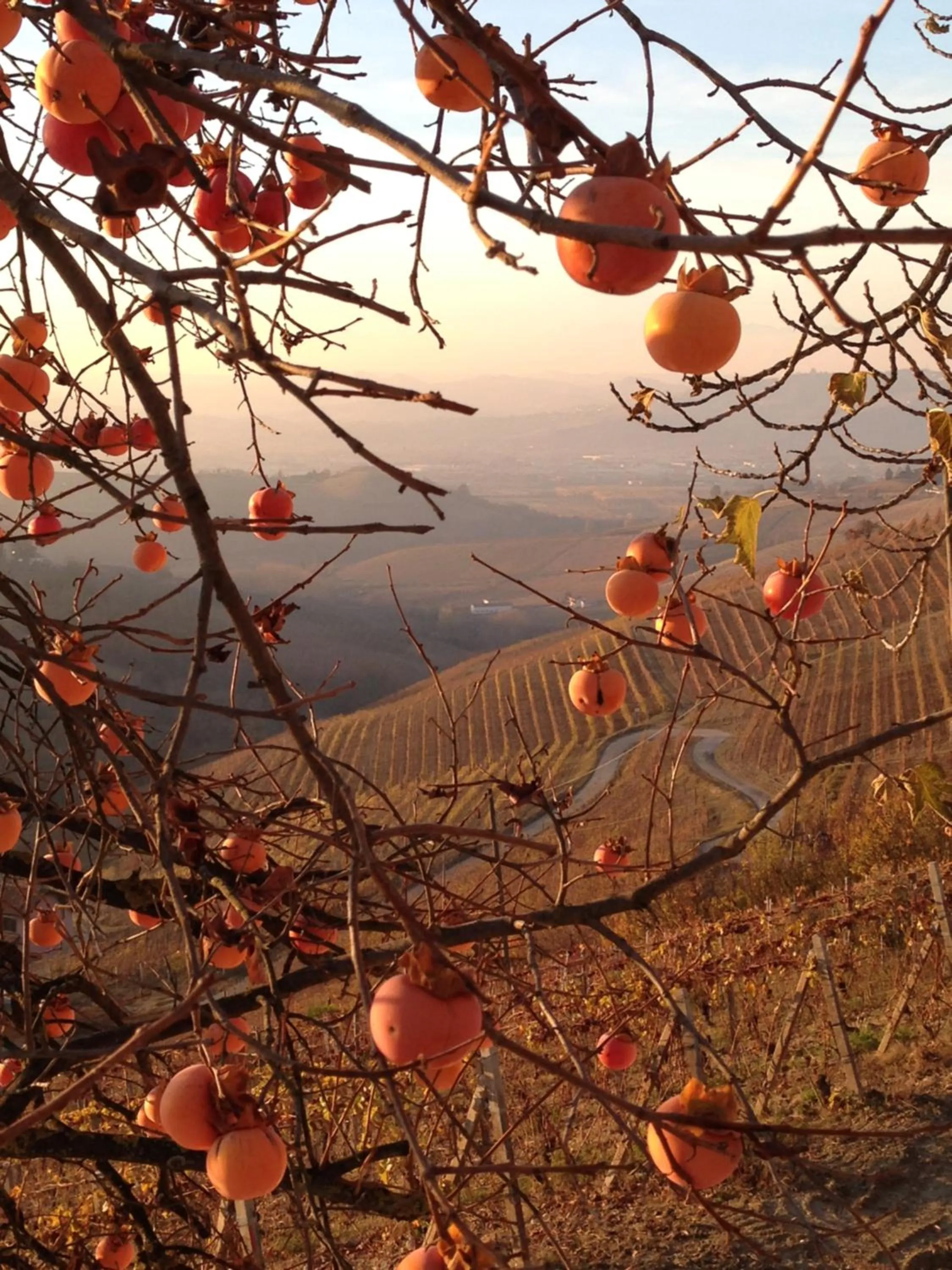 Autumn in Cà 'd Langa B&B