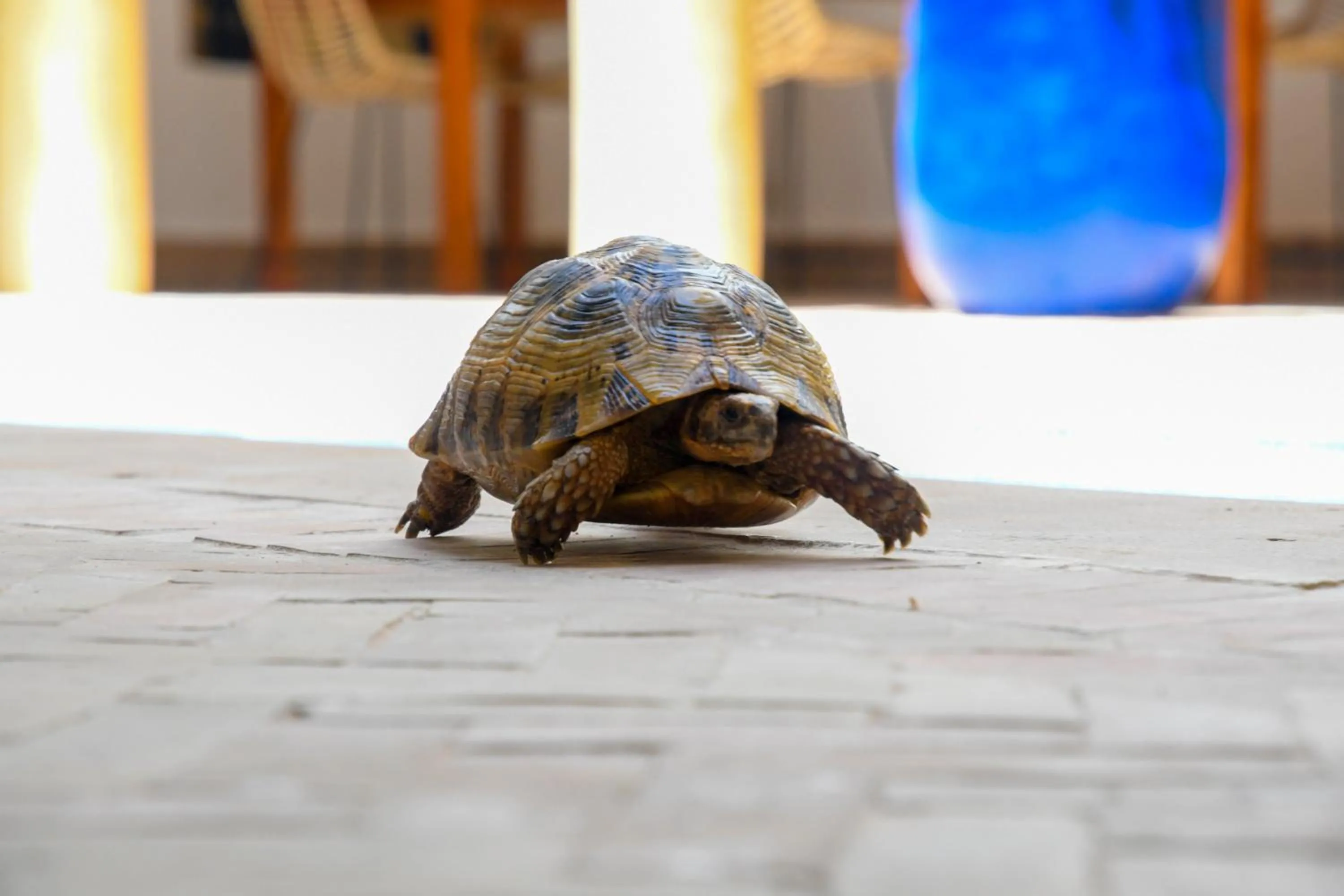 Property logo or sign in Riad Berenssi