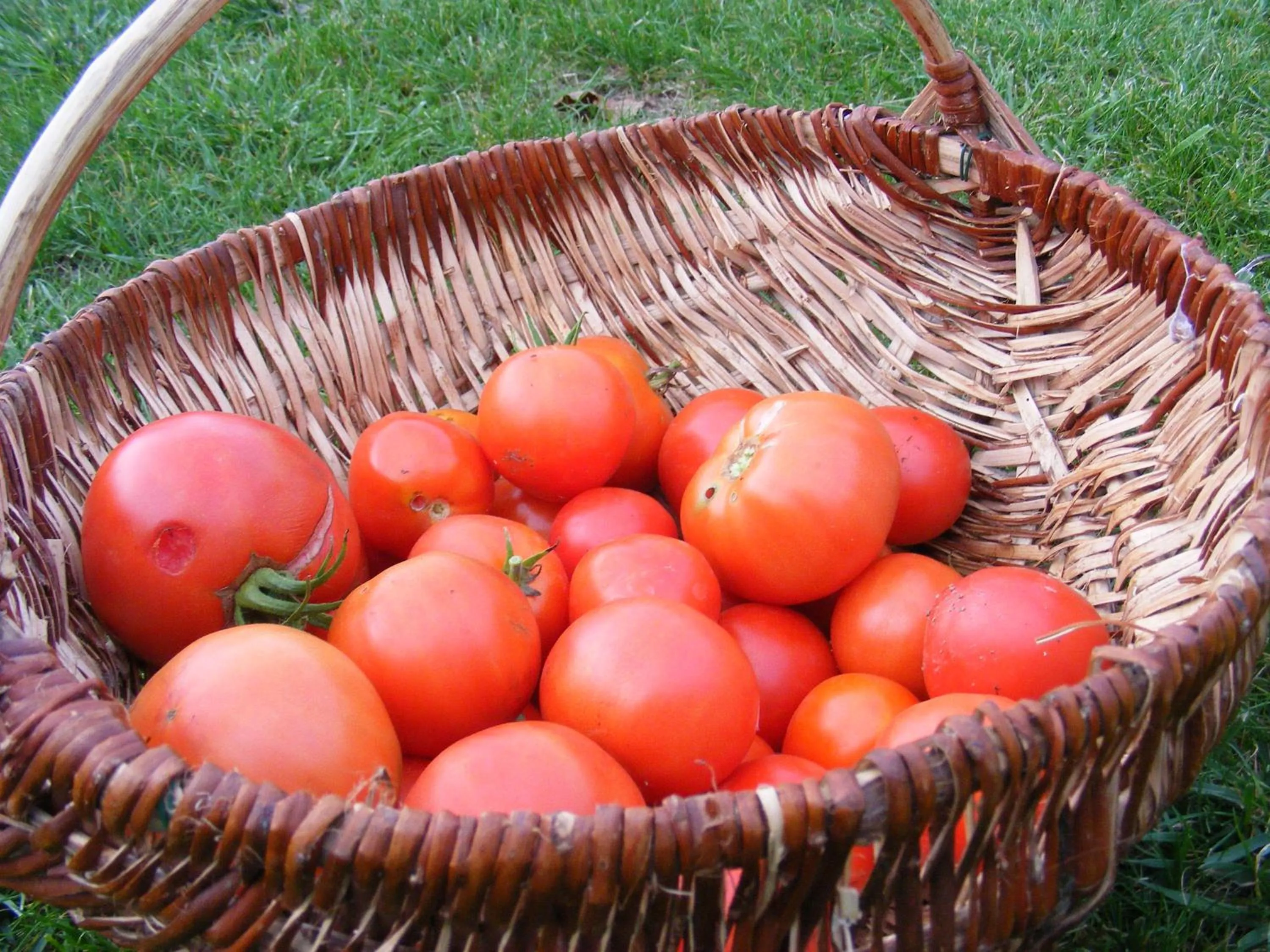 Summer in Chambres d'Hôtes Vignes et Loire