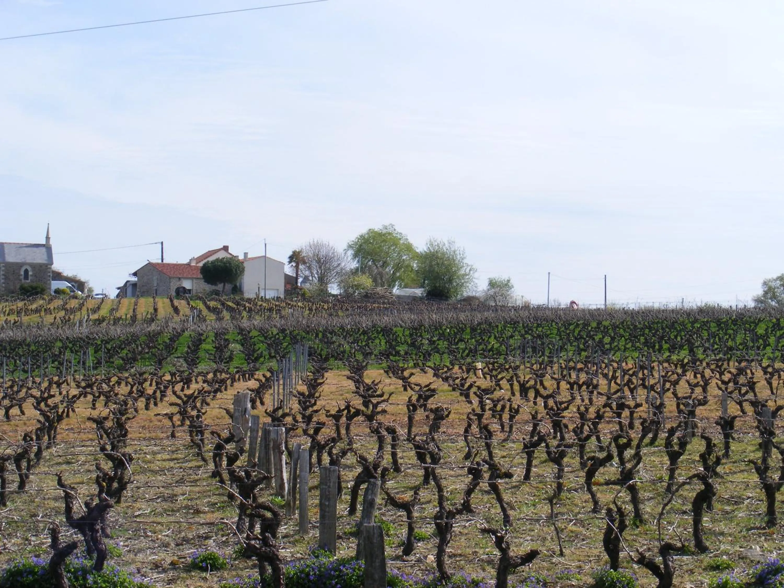Natural landscape in Chambres d'Hôtes Vignes et Loire