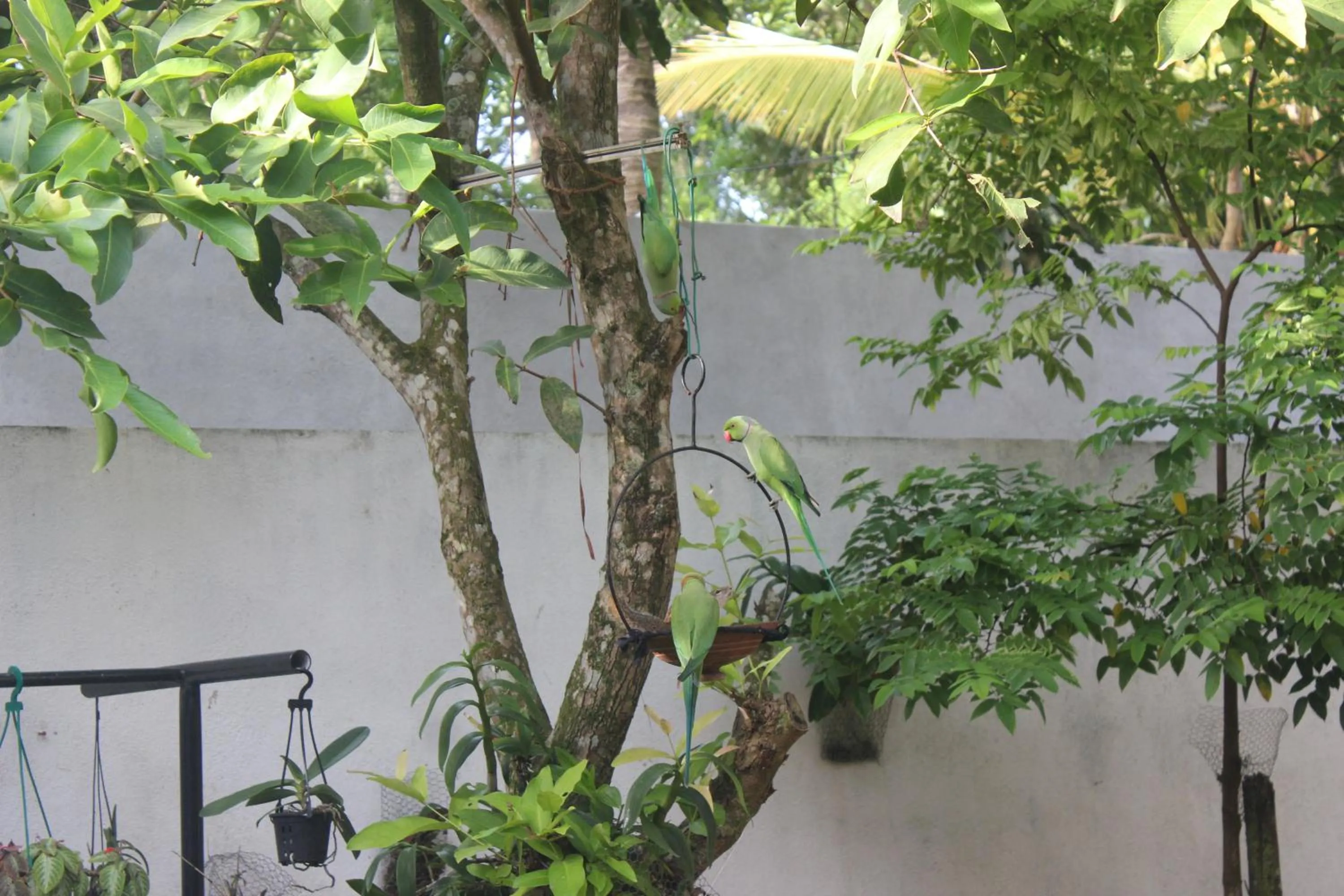 Palm Garden Guest House