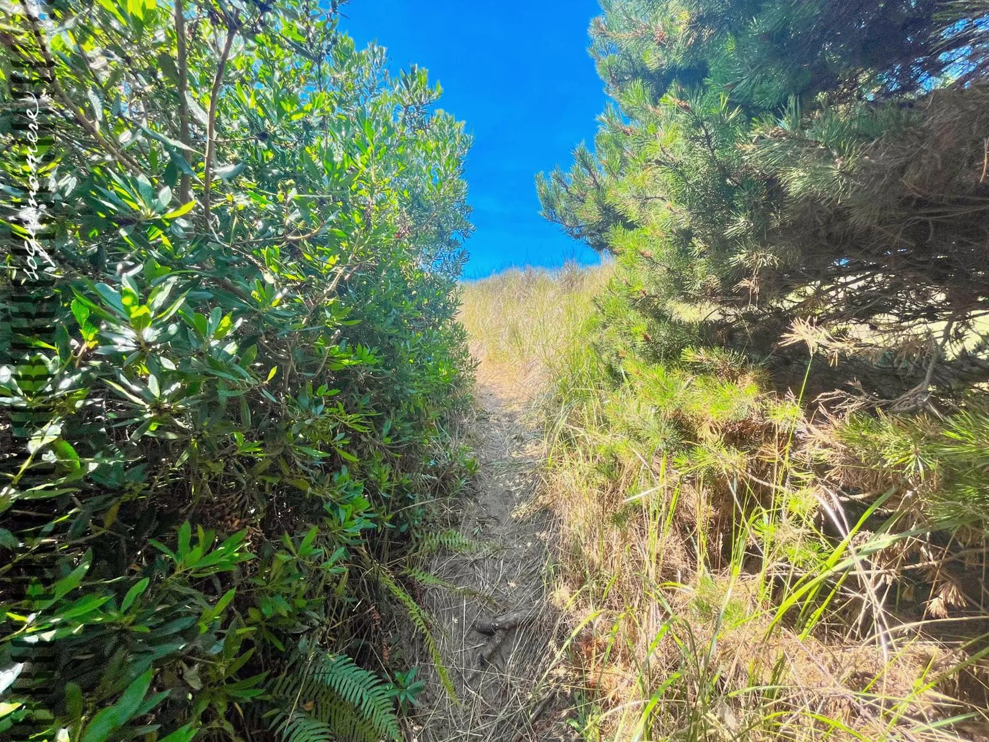 Tide Pool Cabin, a Soquinomere Private Hotel on the Dunes, Downtown Ocean Shores