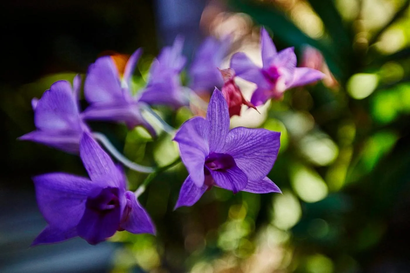 Garden in Matra Bali Guesthouse