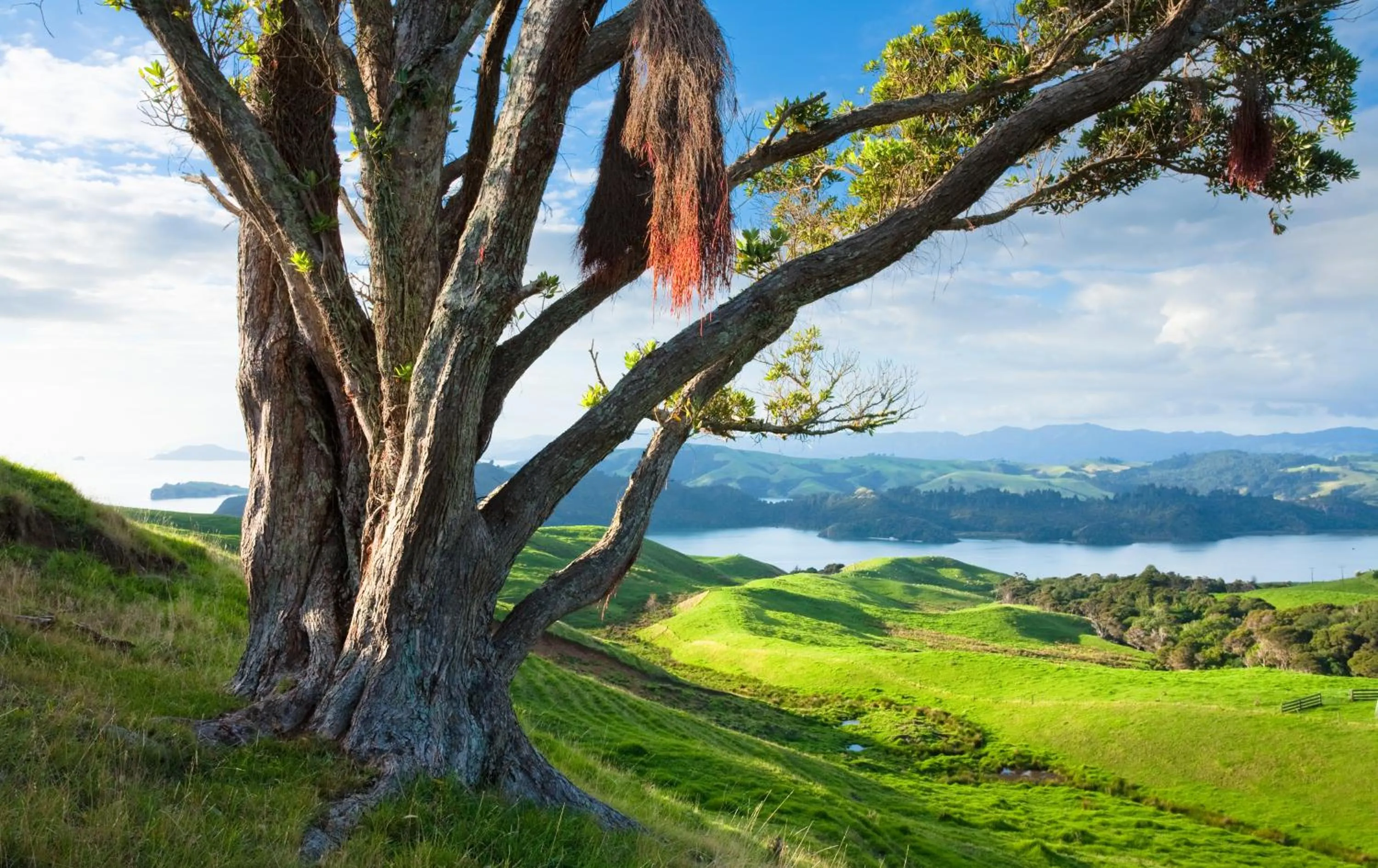 Natural landscape in Coromandel Shelly Beach TOP 10 Holiday Park
