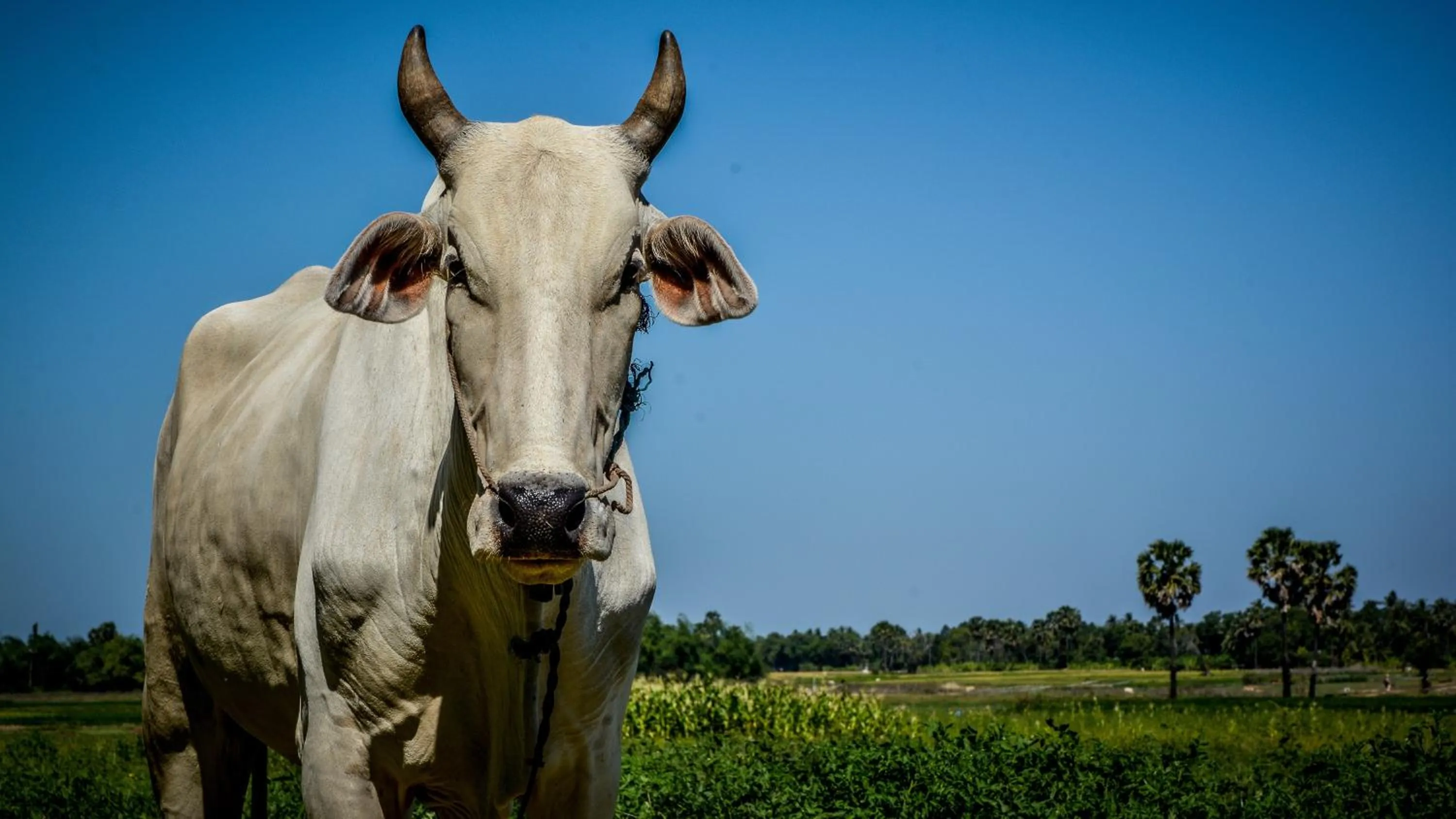 Pets in Soriyabori Resort