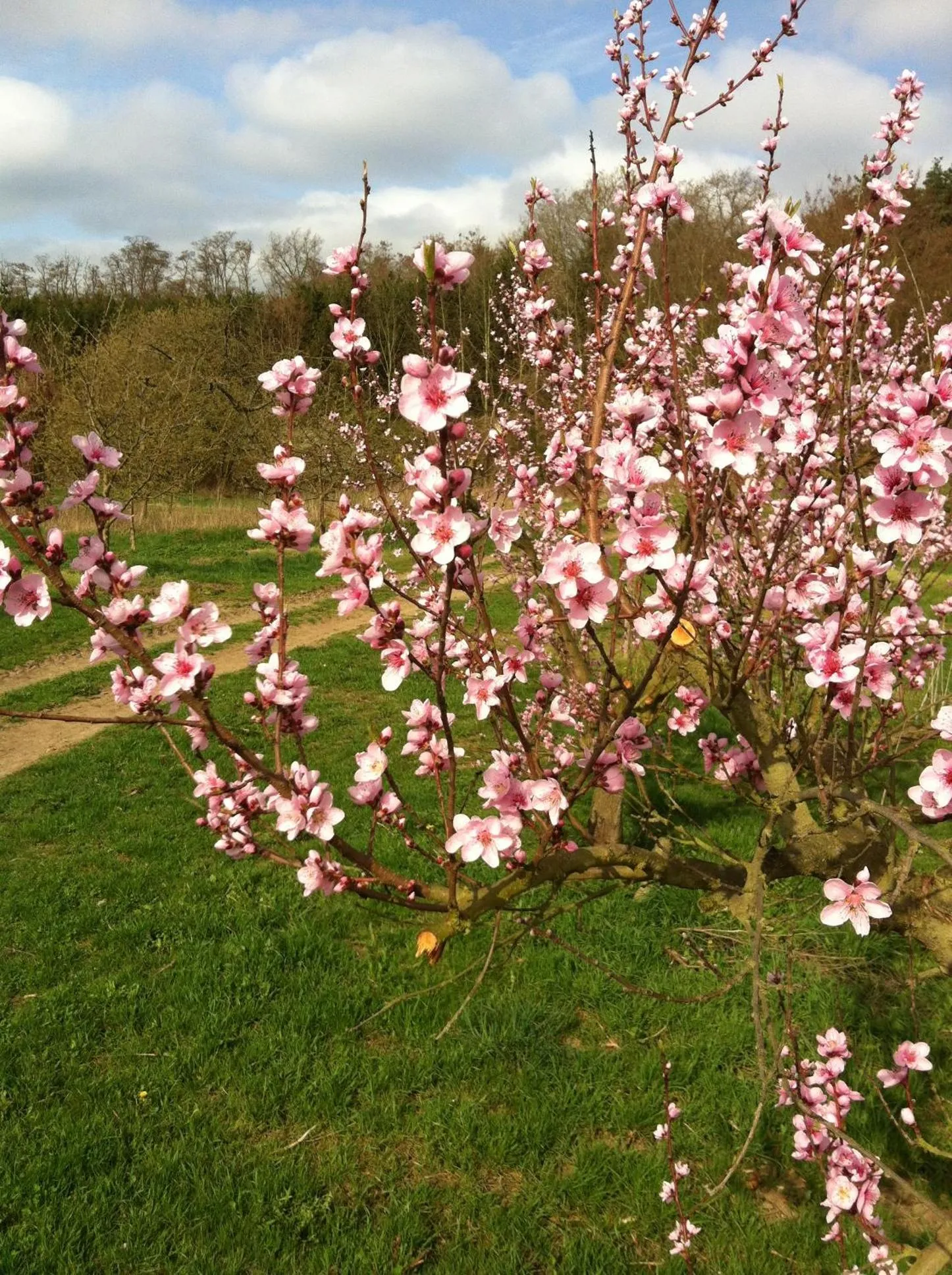 Garden in Bengel's Hotel zur Krone