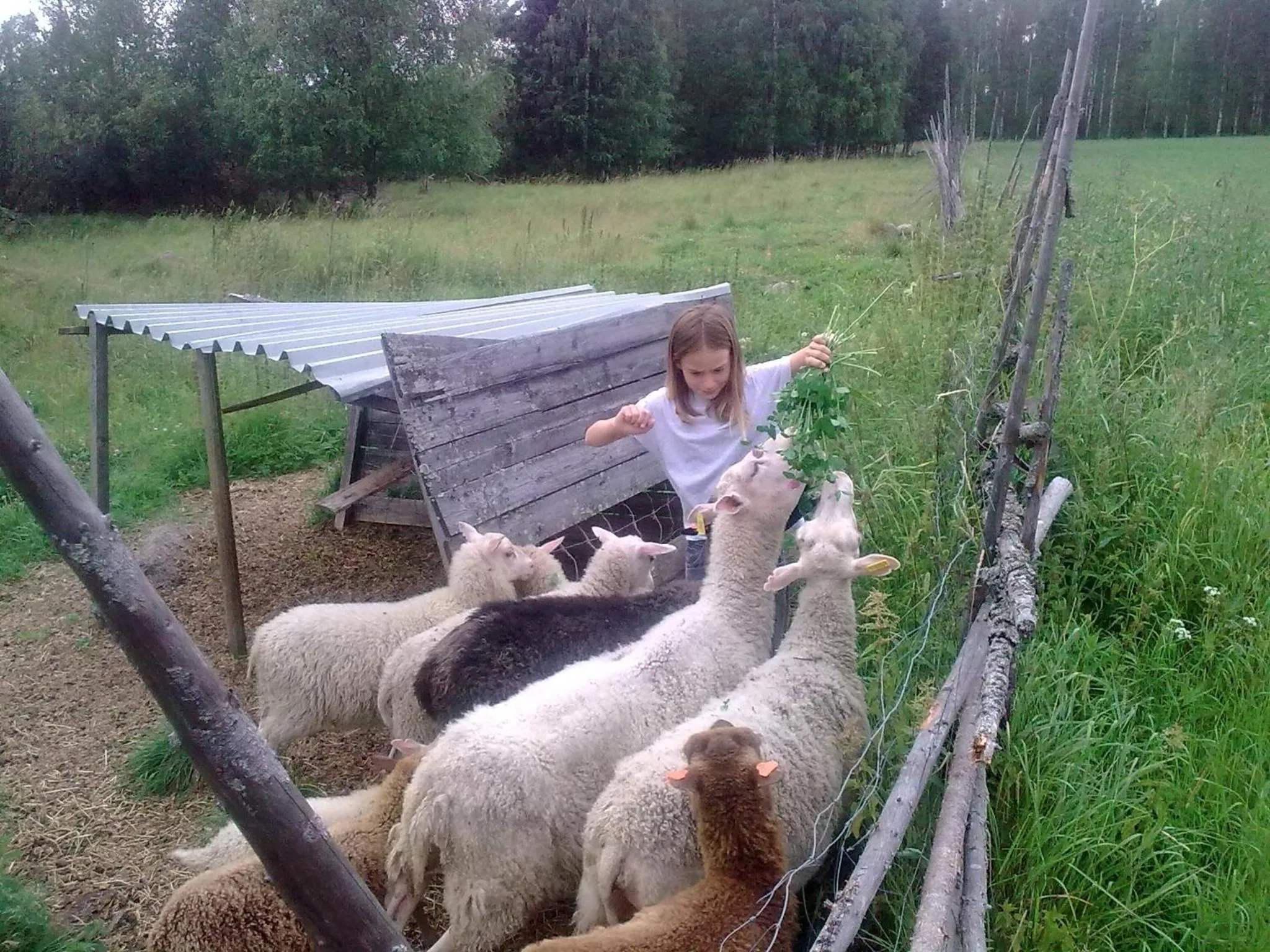 Animals in Hyvölän Talo