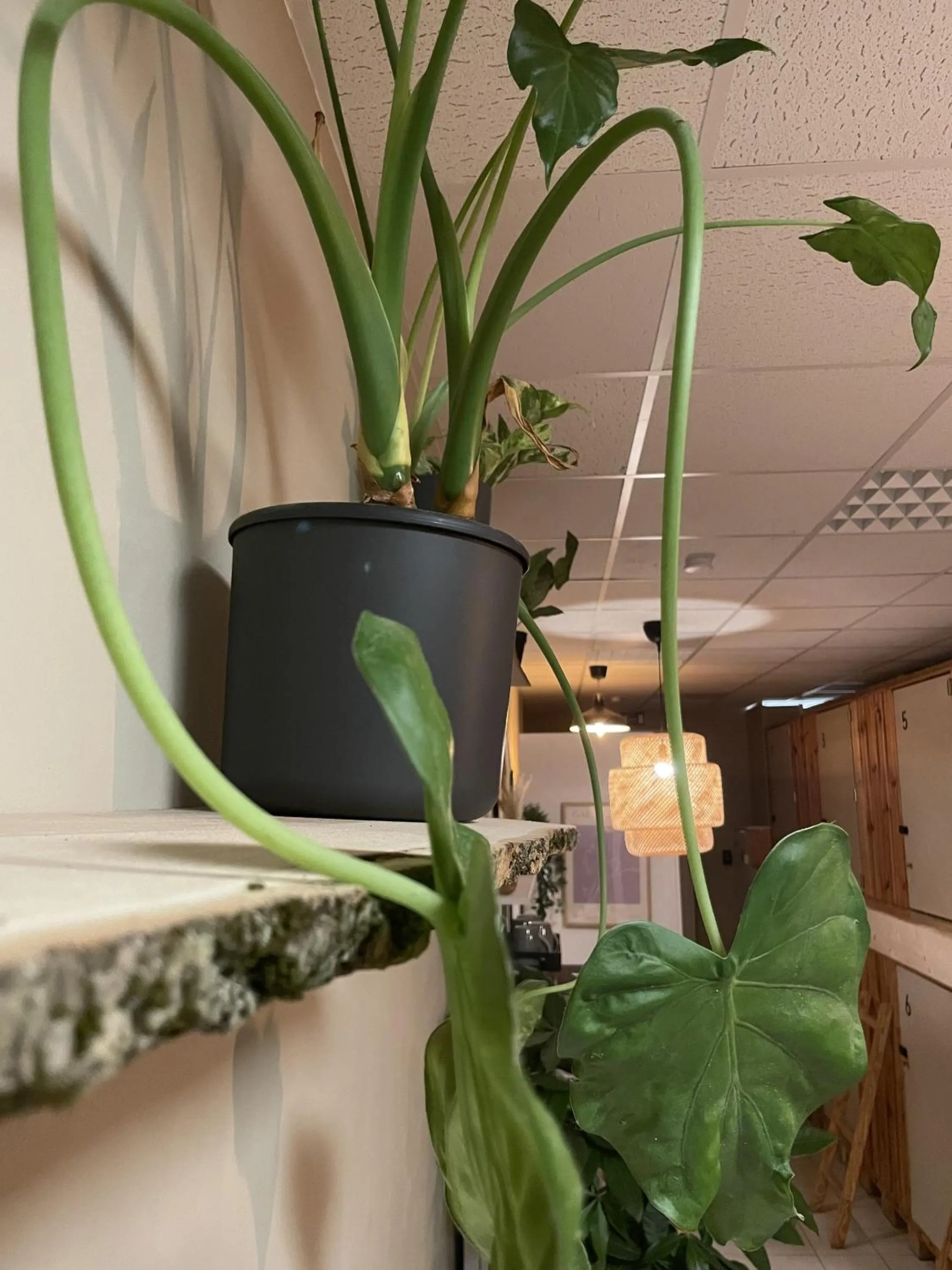 Other in Urban Capsule