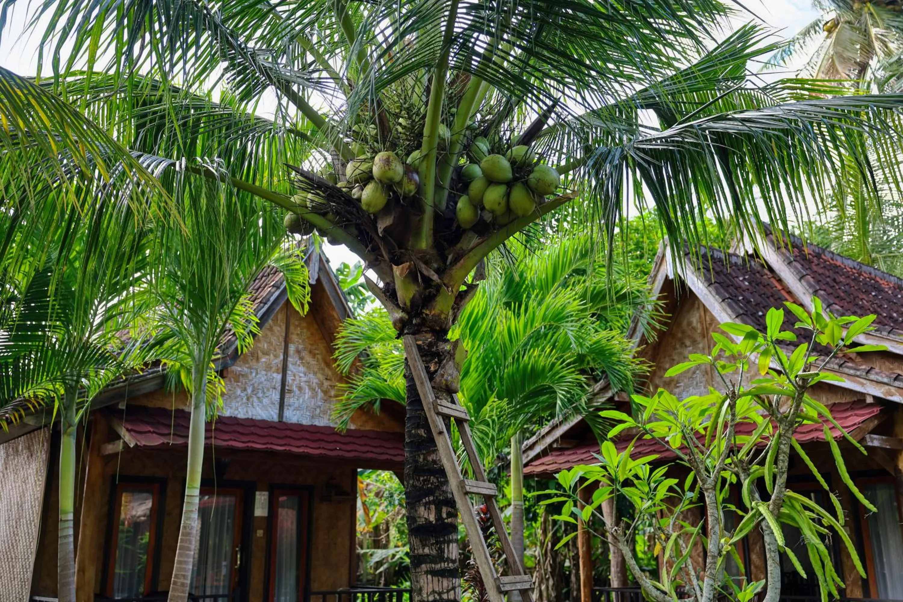 Garden in Kubu Artha Bungalow Nusa Penida