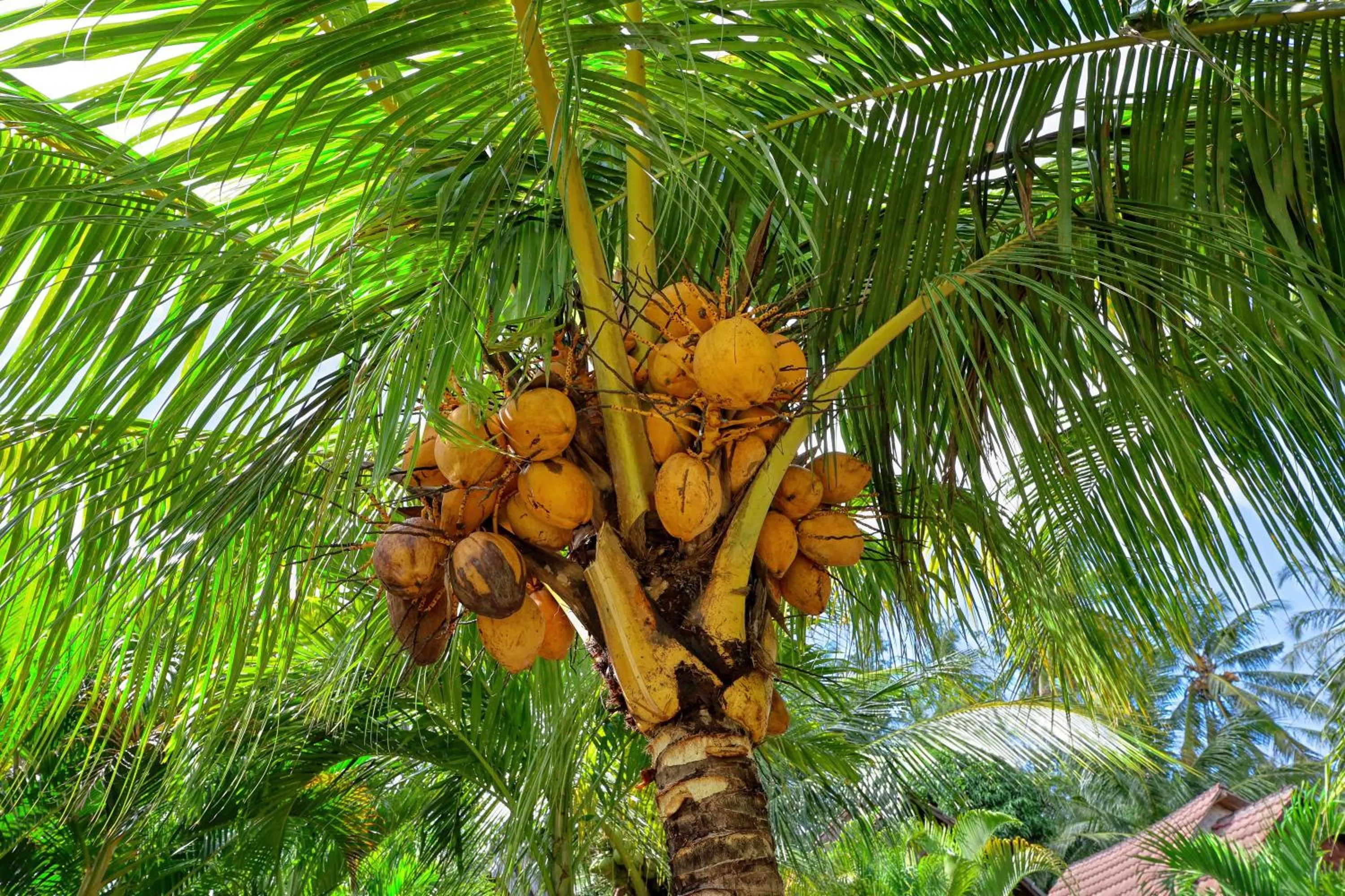 Garden in Kubu Artha Bungalow Nusa Penida
