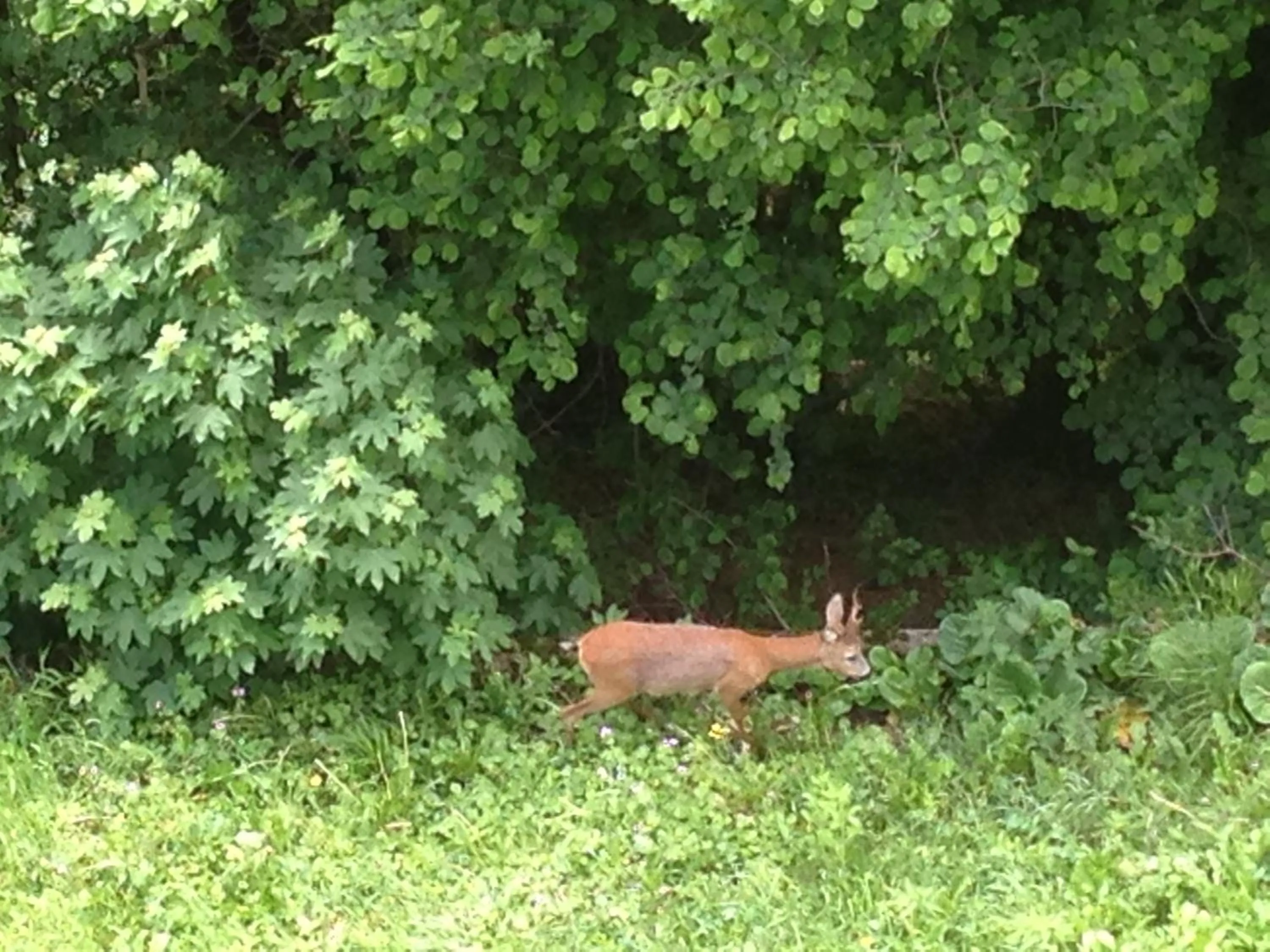 Animals in albergo panoramico