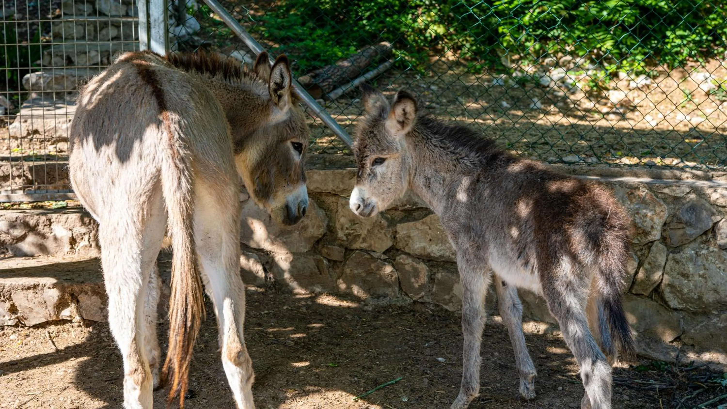 Animals in Casa Rural La Chocolateria