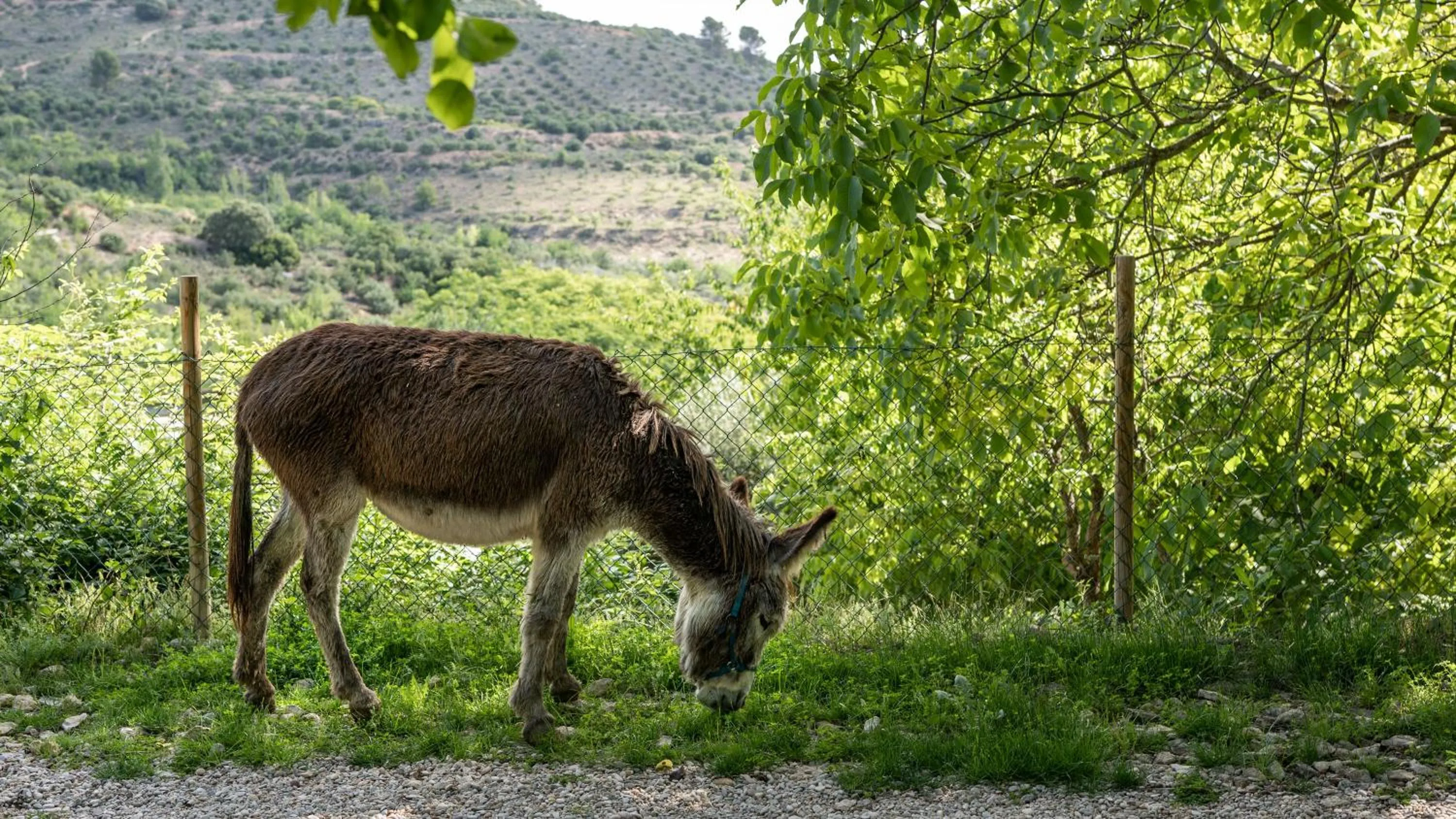 Animals in Casa Rural La Chocolateria