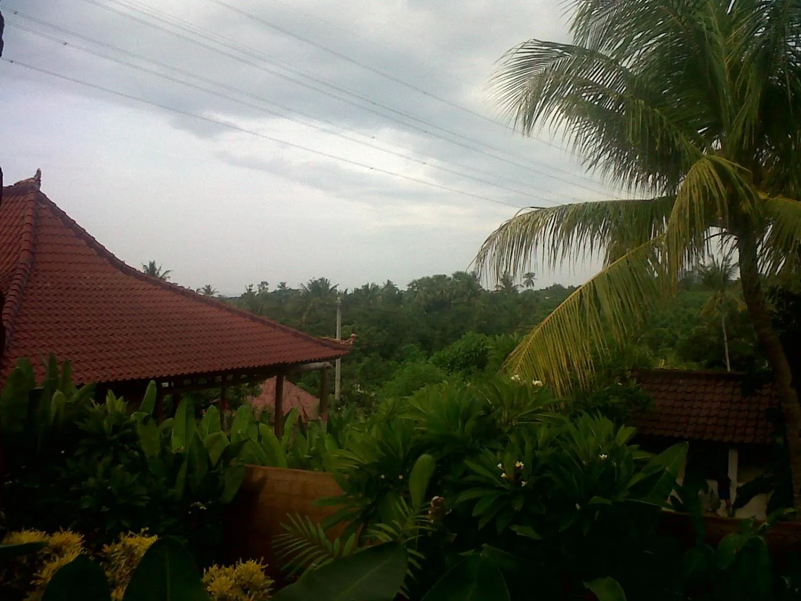 Garden in Eliska Sari Bungalows Sumberkima