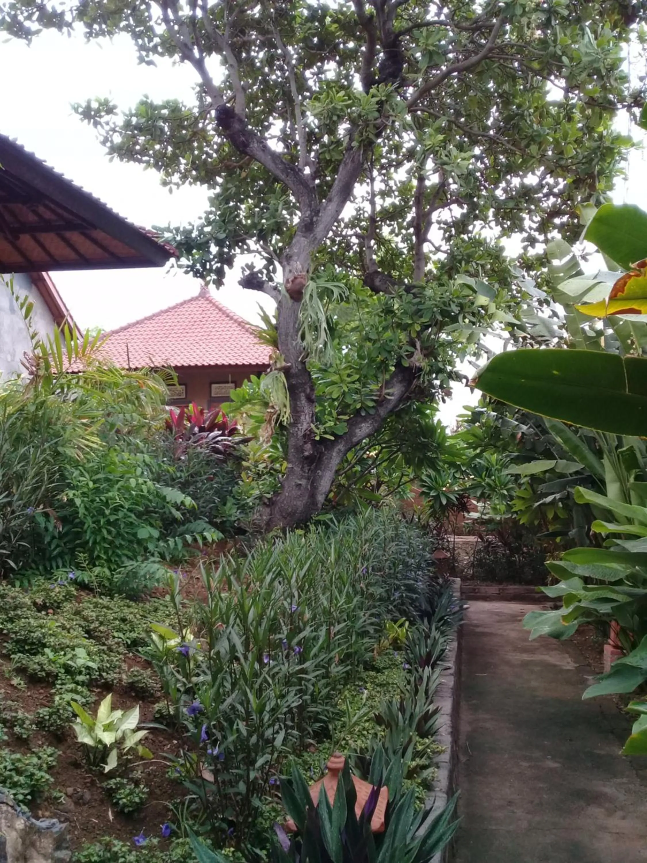 Garden in Eliska Sari Bungalows Sumberkima