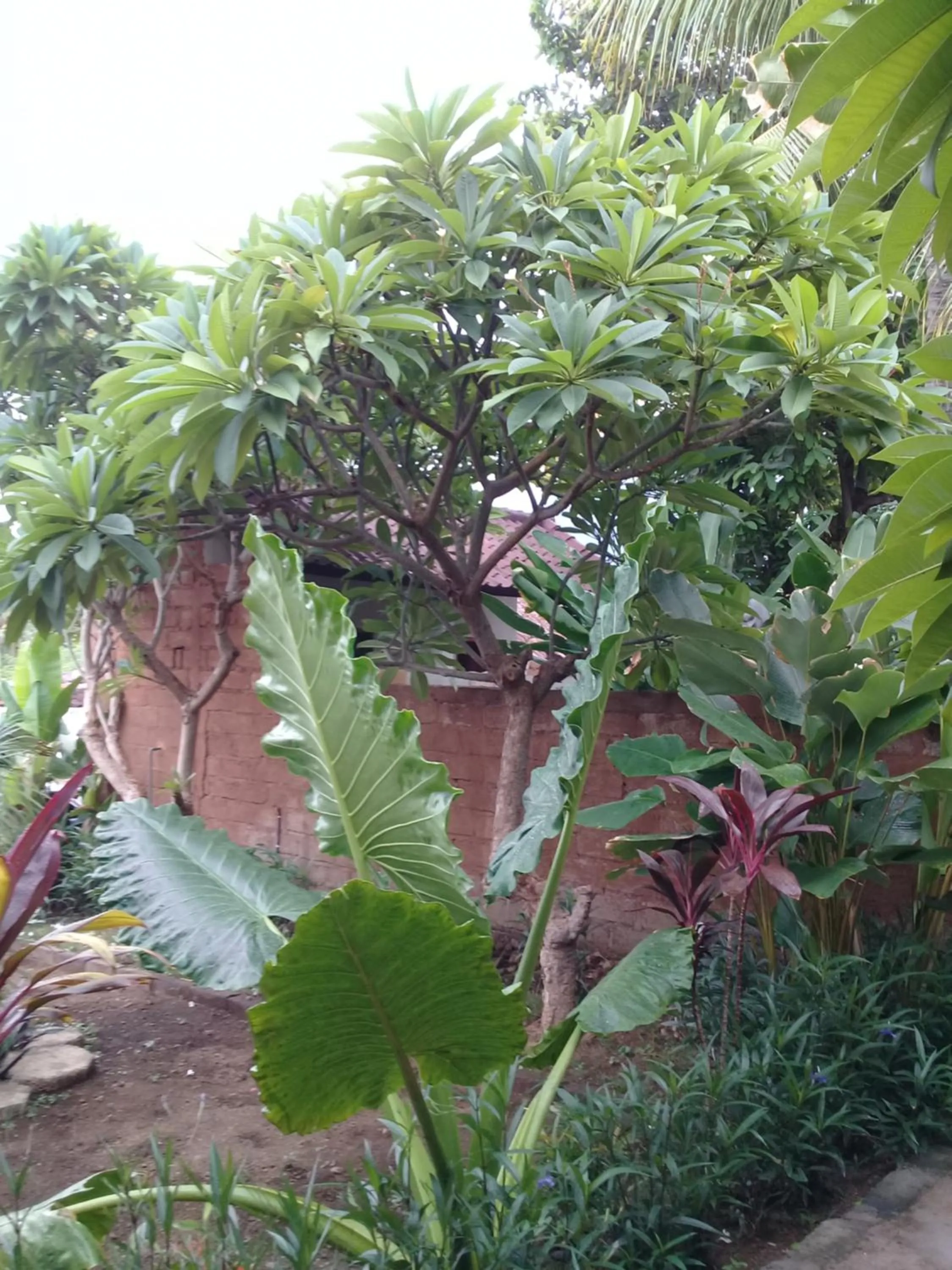 Garden in Eliska Sari Bungalows Sumberkima