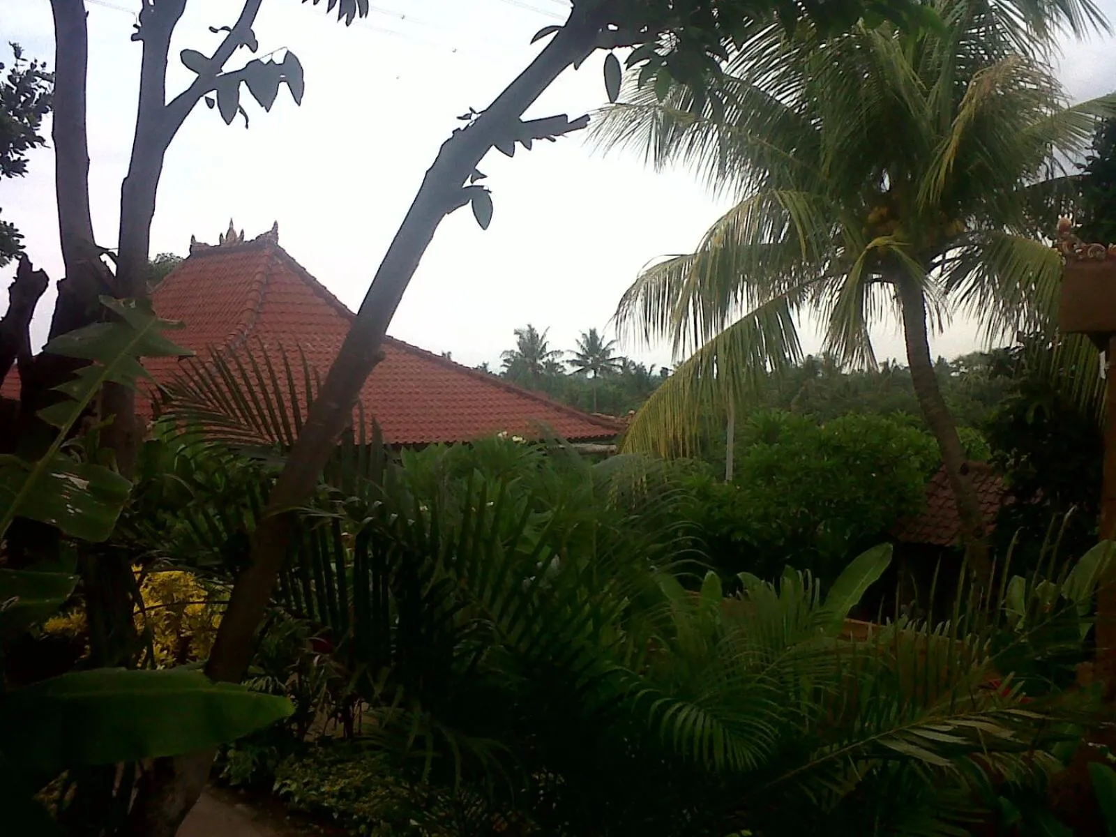 Garden view in Eliska Sari Bungalows Sumberkima