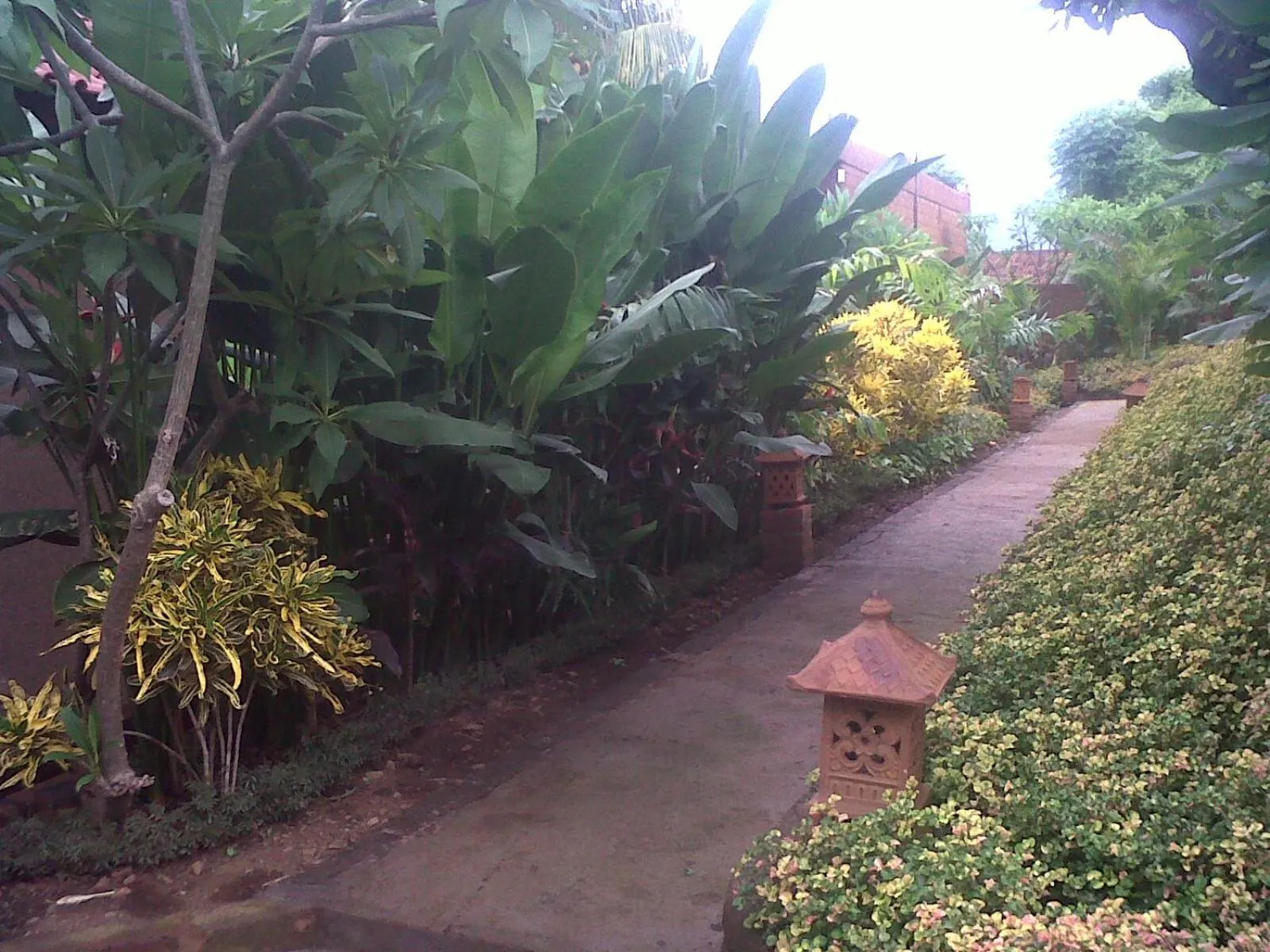 Garden in Eliska Sari Bungalows Sumberkima