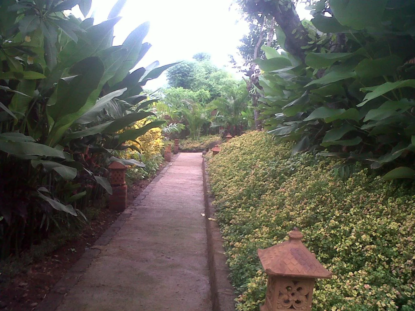 Natural landscape in Eliska Sari Bungalows Sumberkima