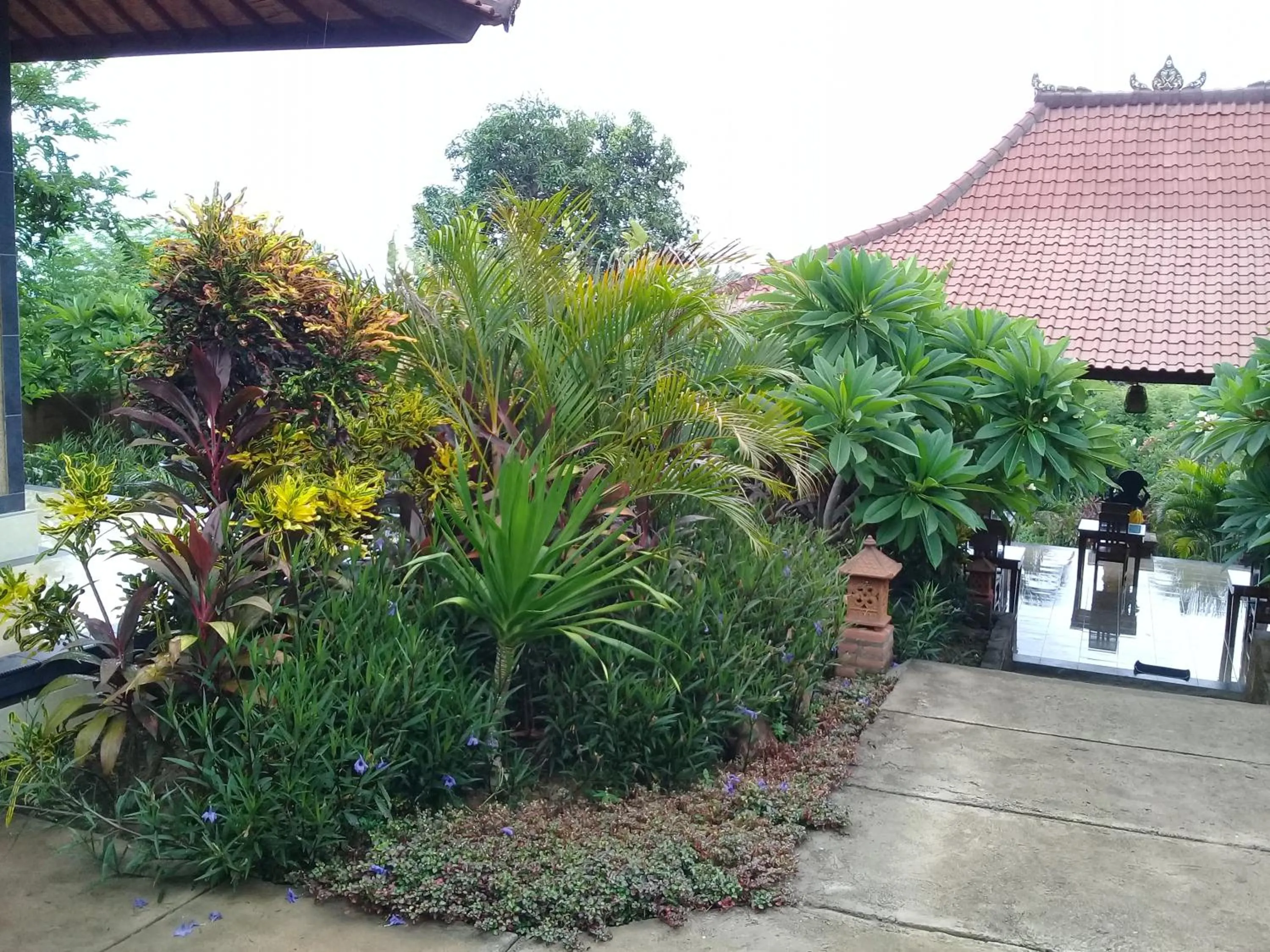 Garden in Eliska Sari Bungalows Sumberkima