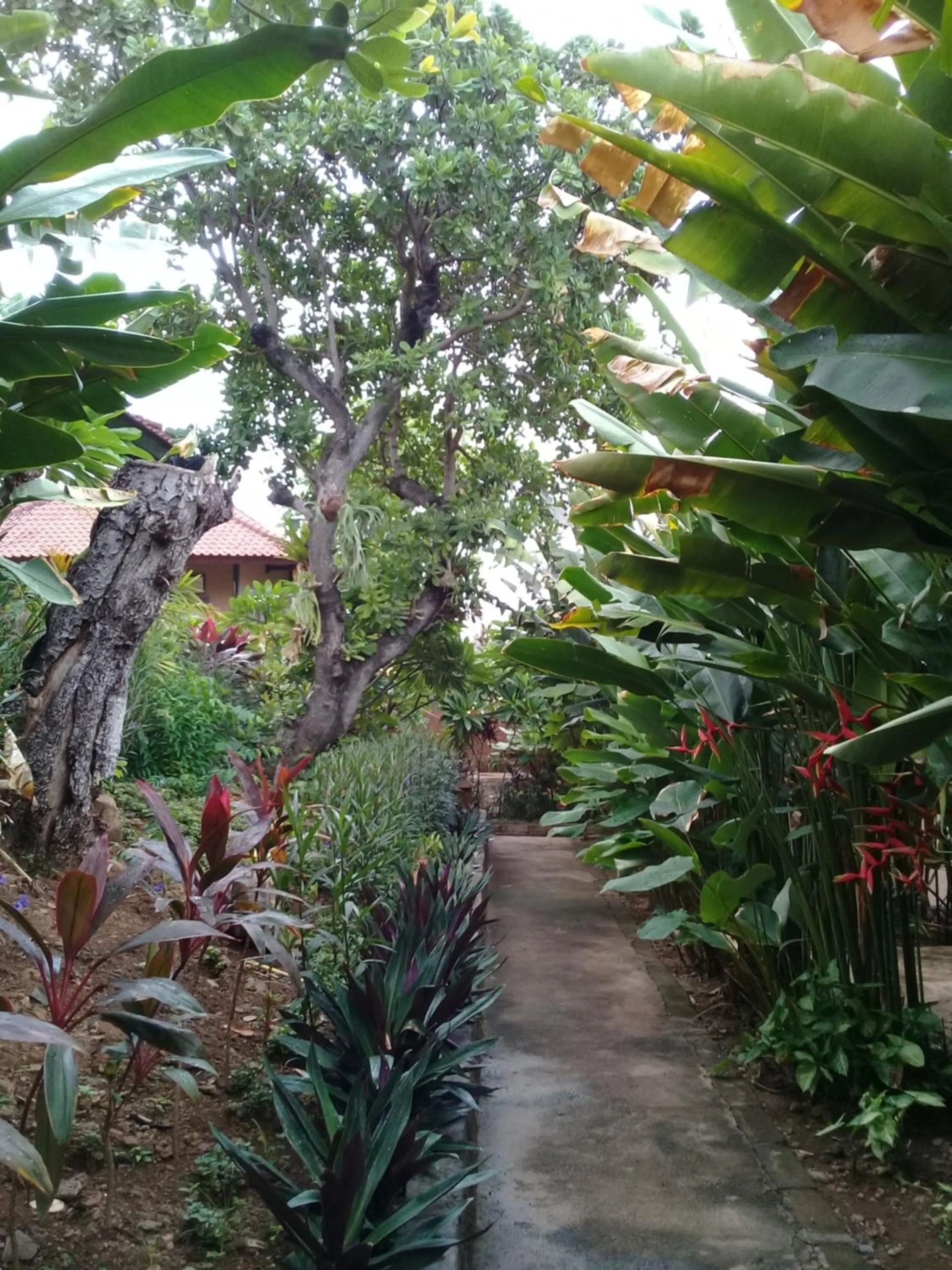 Natural landscape in Eliska Sari Bungalows Sumberkima