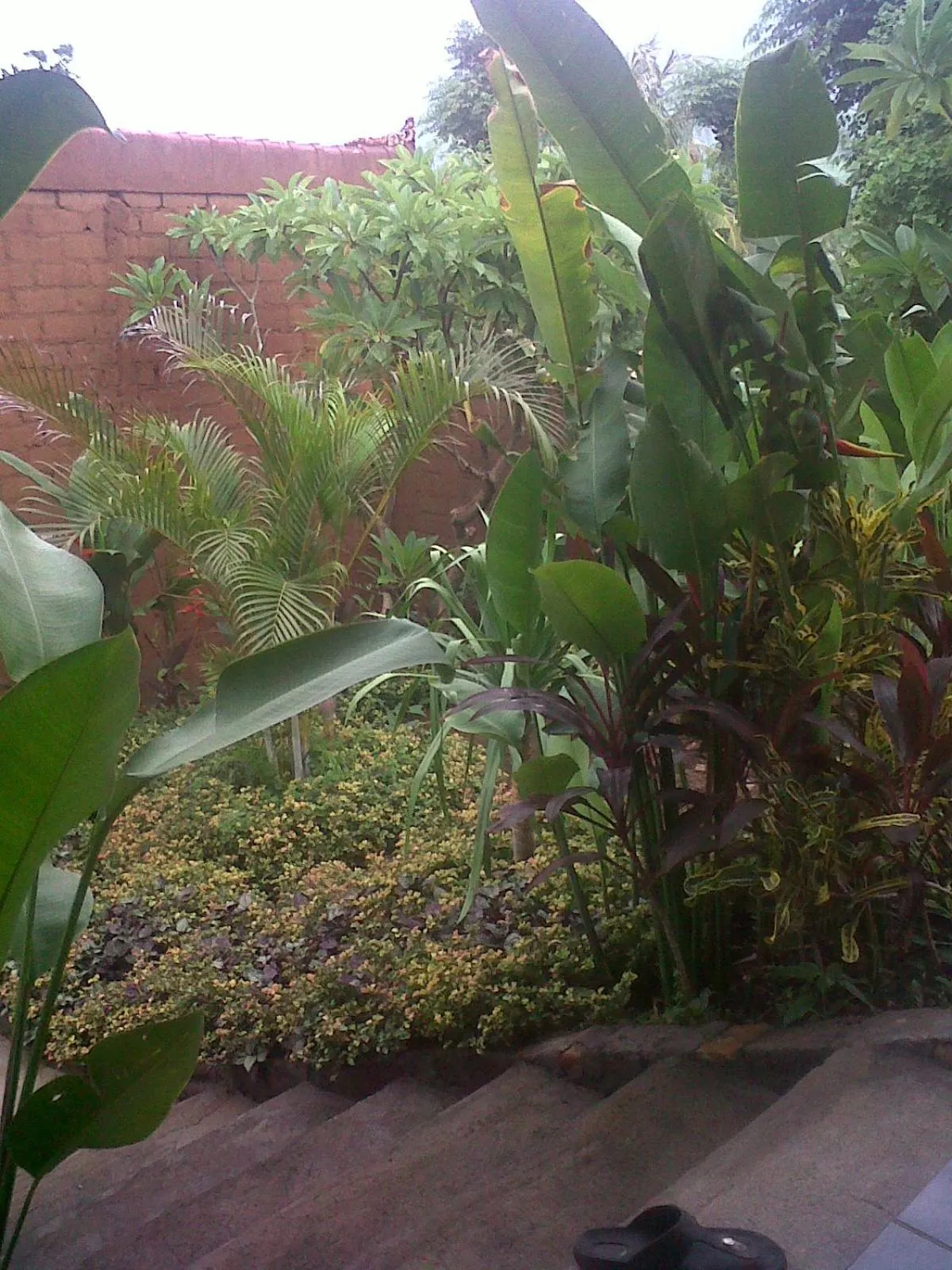 Garden in Eliska Sari Bungalows Sumberkima