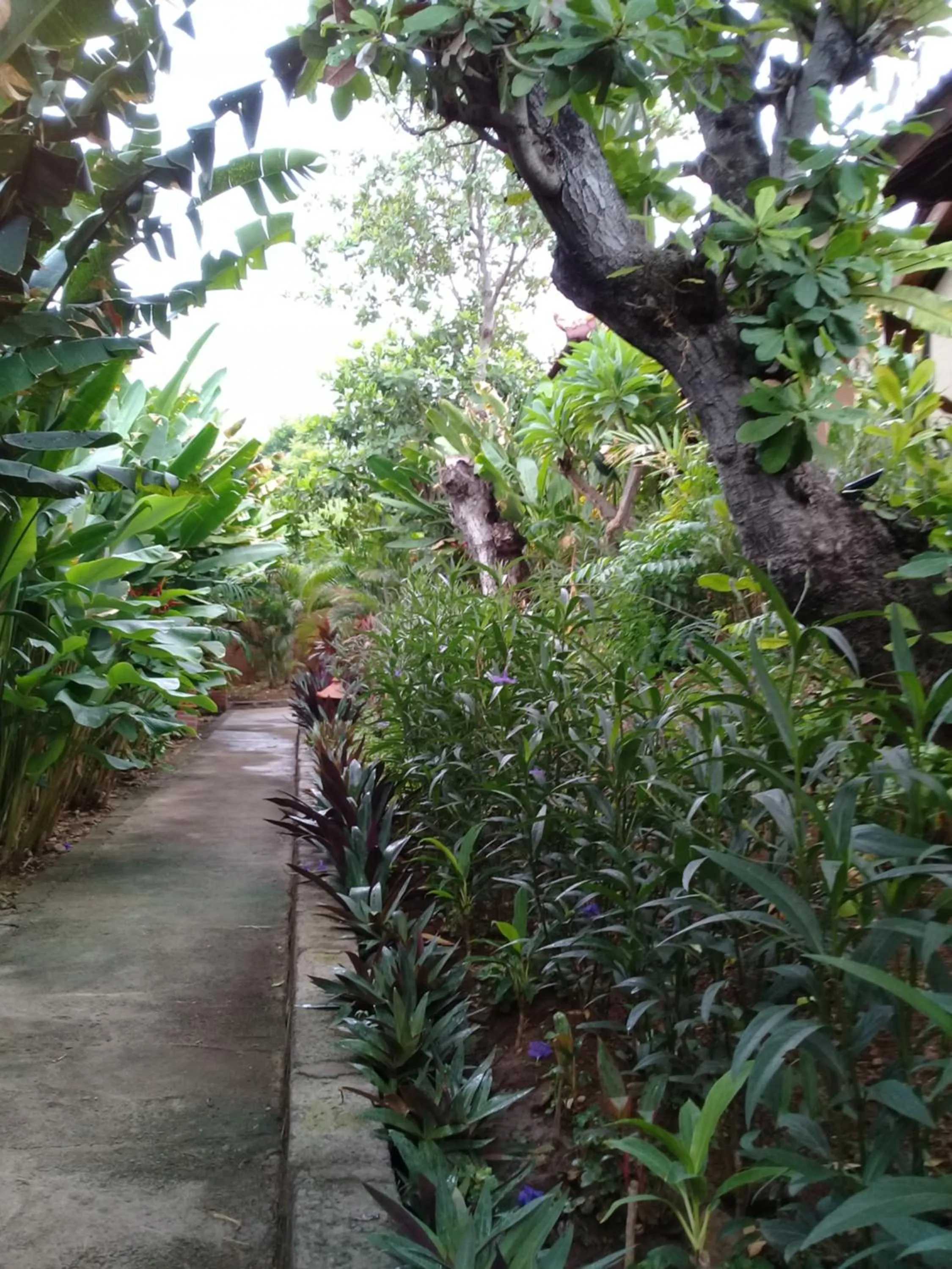 Garden in Eliska Sari Bungalows Sumberkima