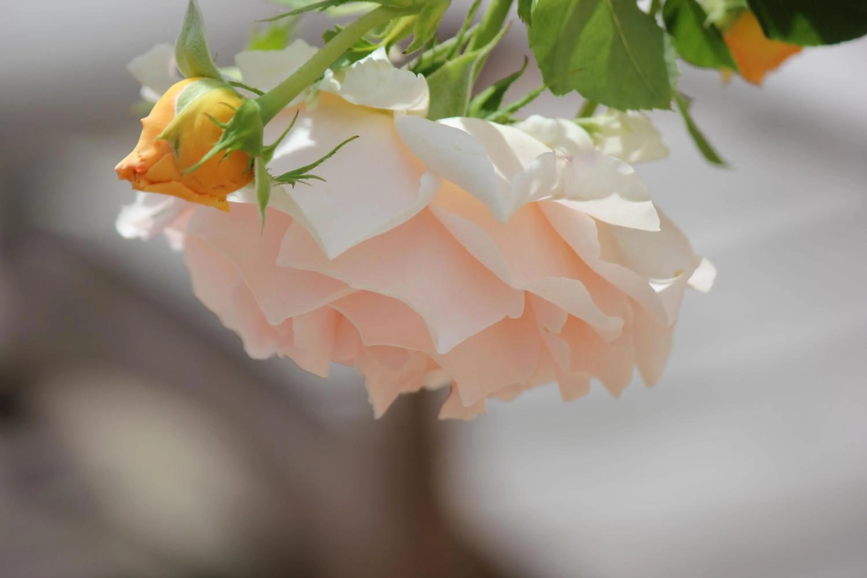 Garden in Le Chemin du Village